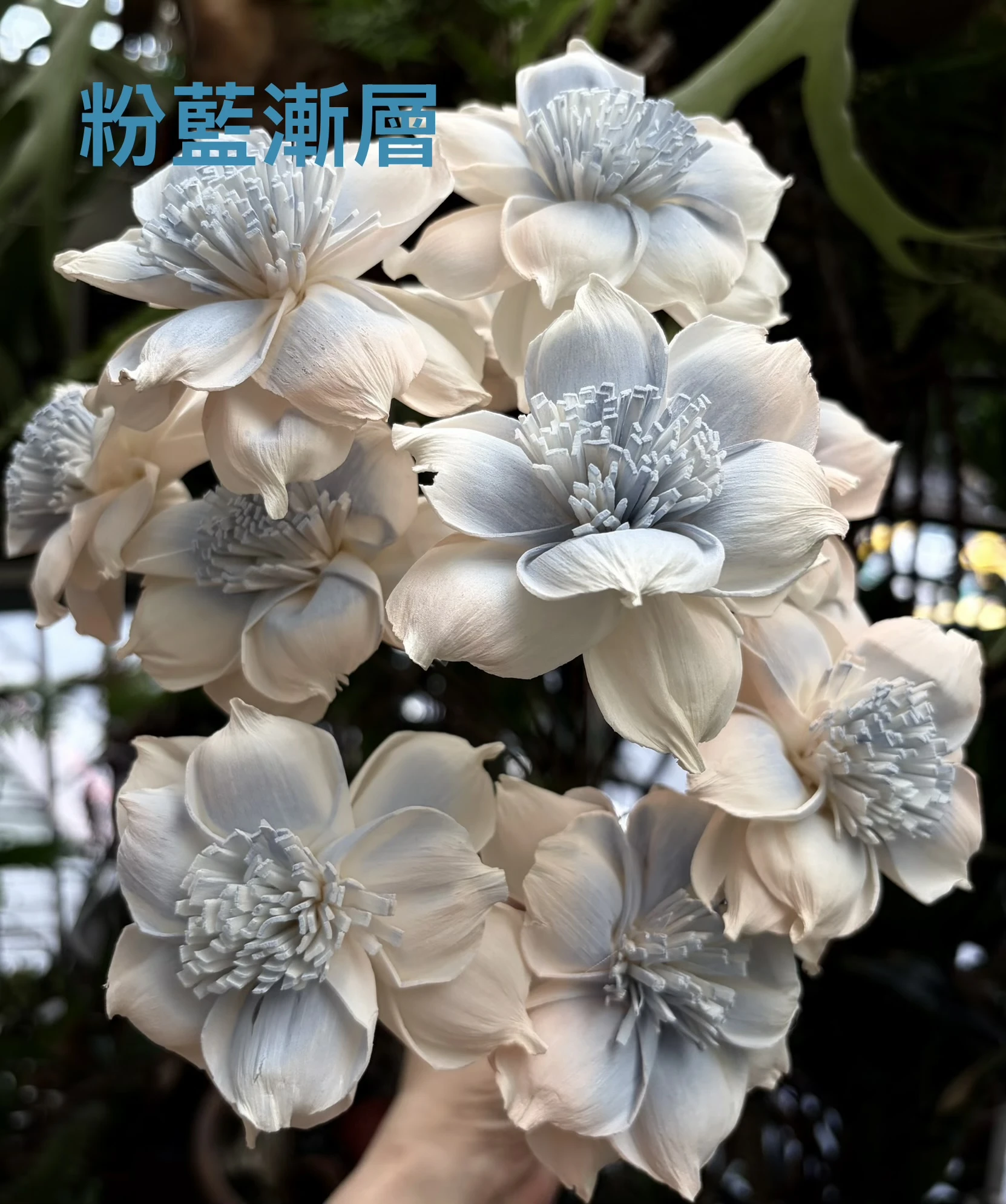 索拉嘉德麗雅蘭 8公分