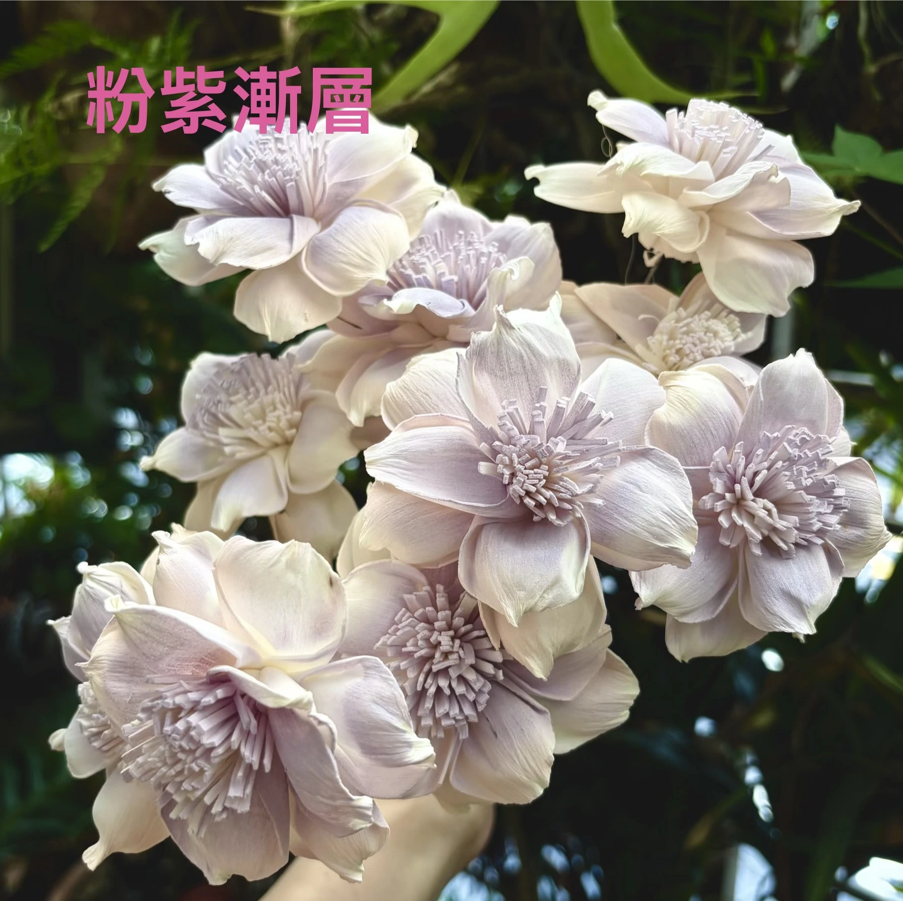 索拉嘉德麗雅蘭 8公分