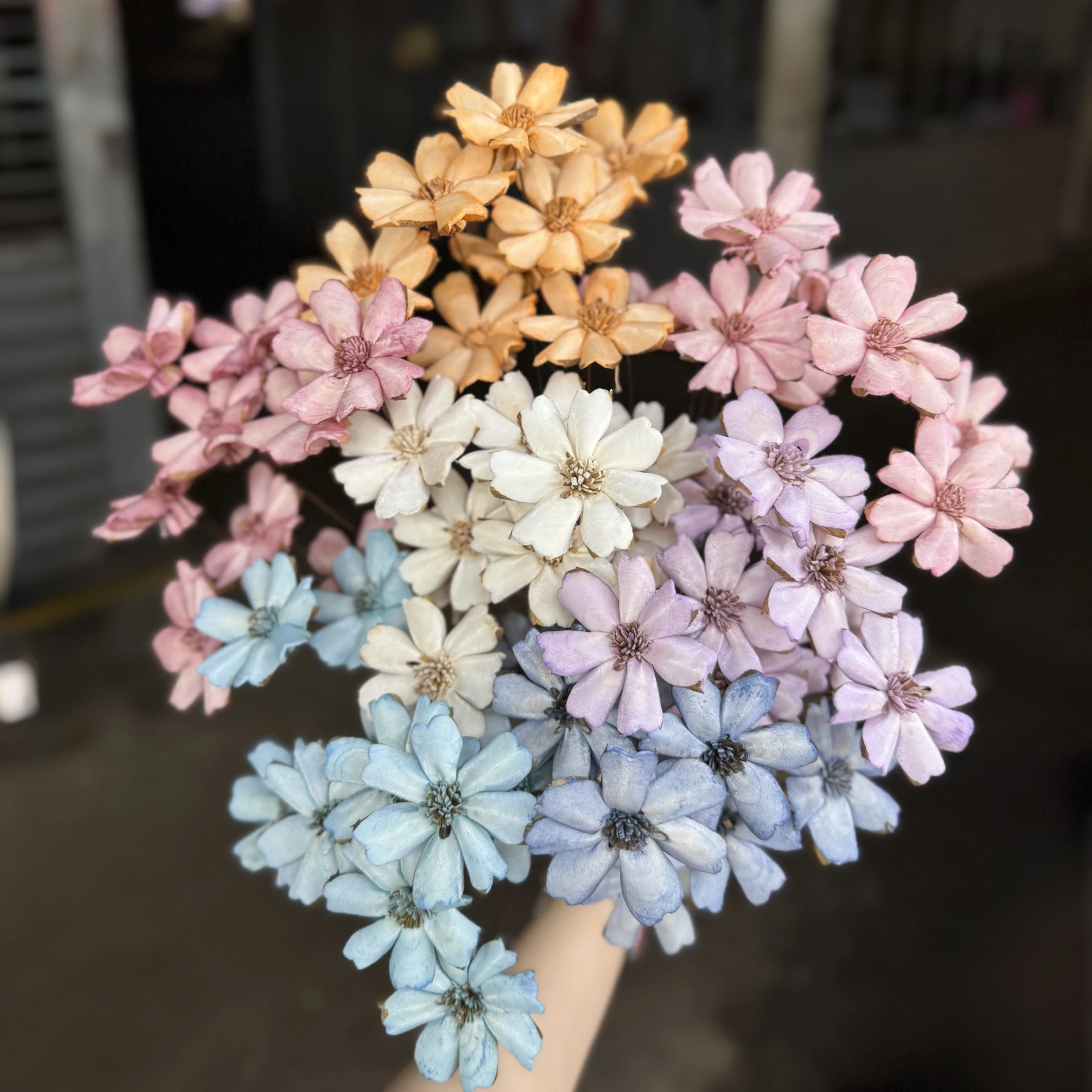 索拉石竹花