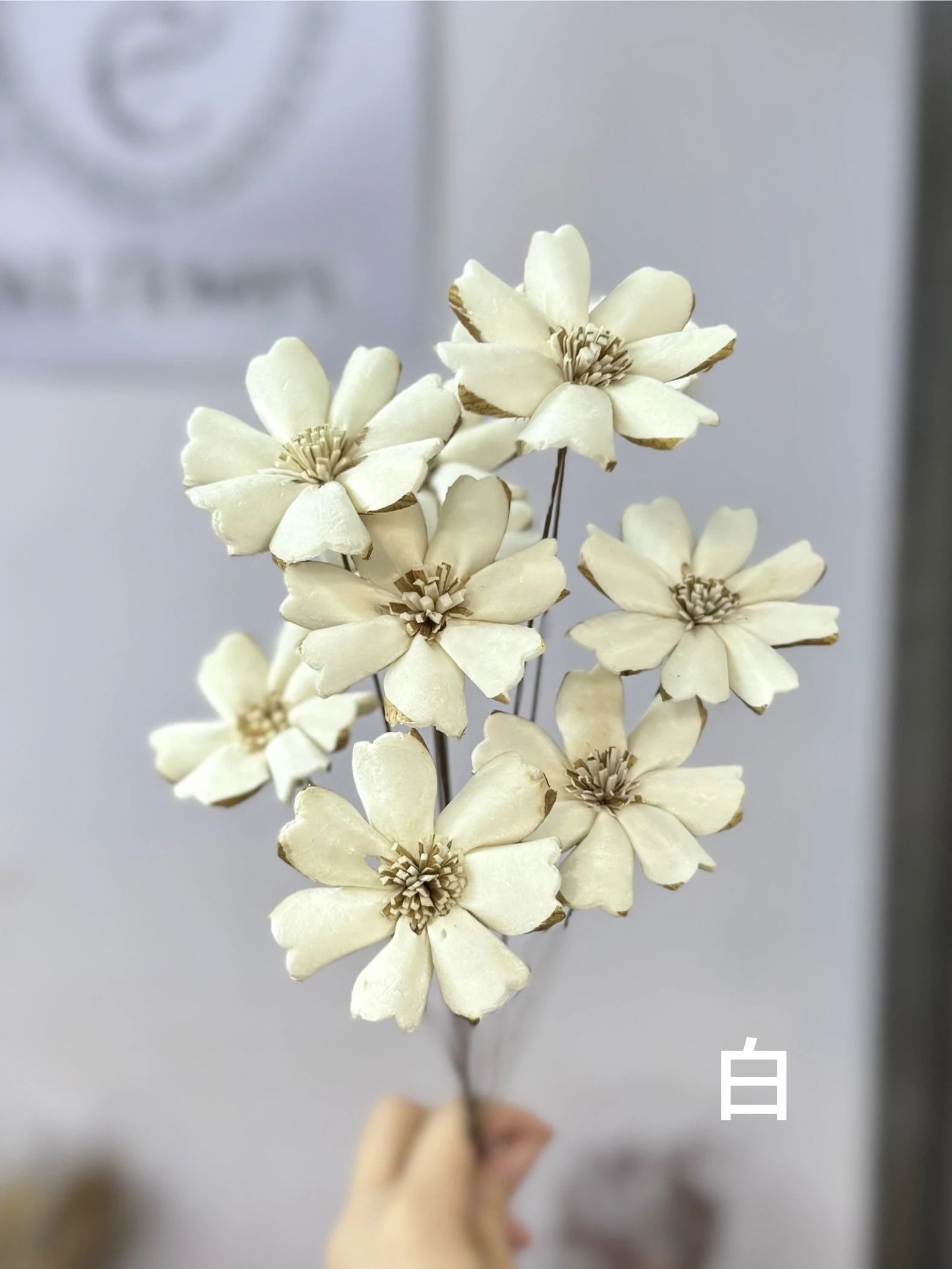 索拉石竹花