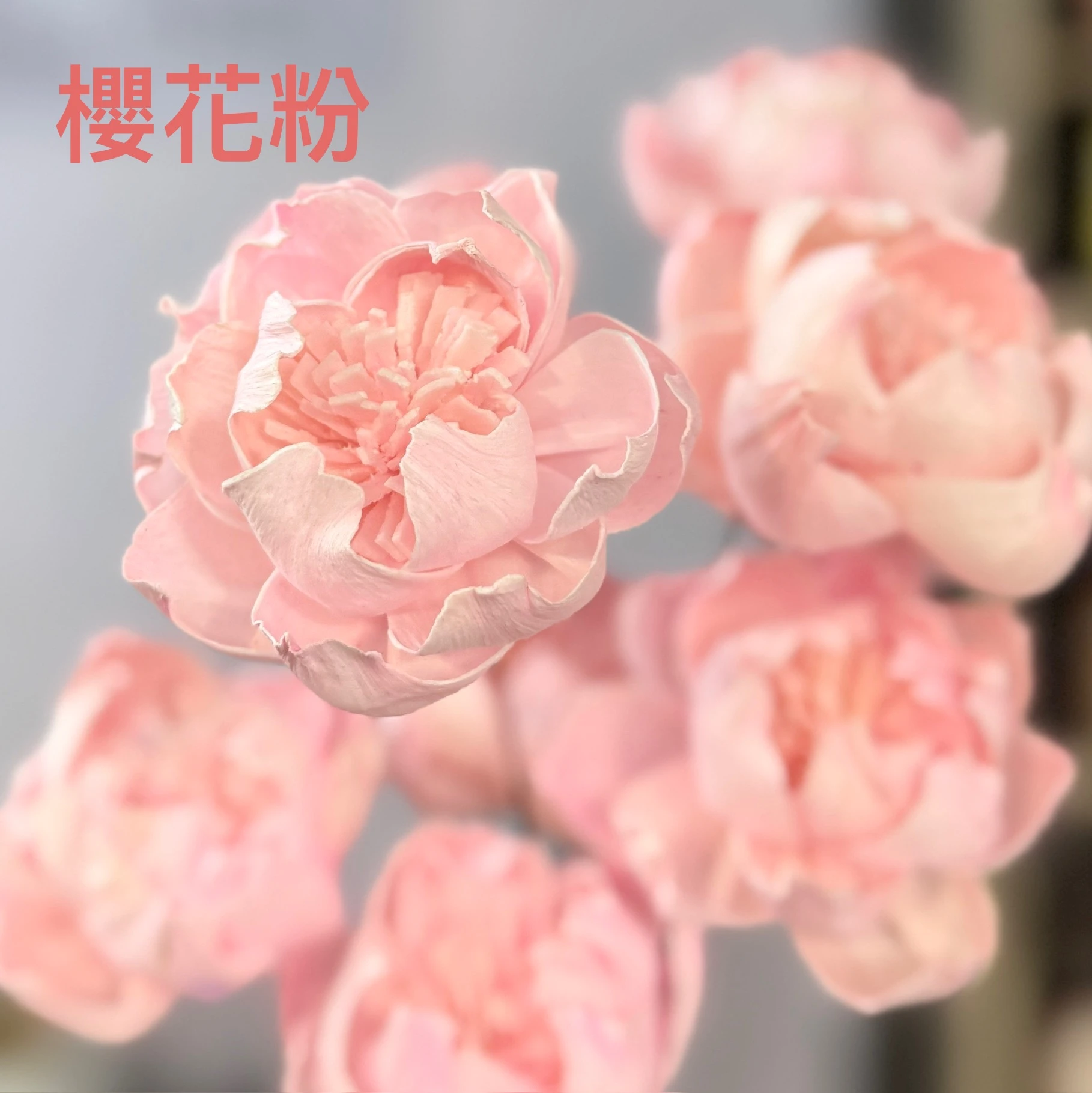 索拉牡丹 6公分（泰國）
