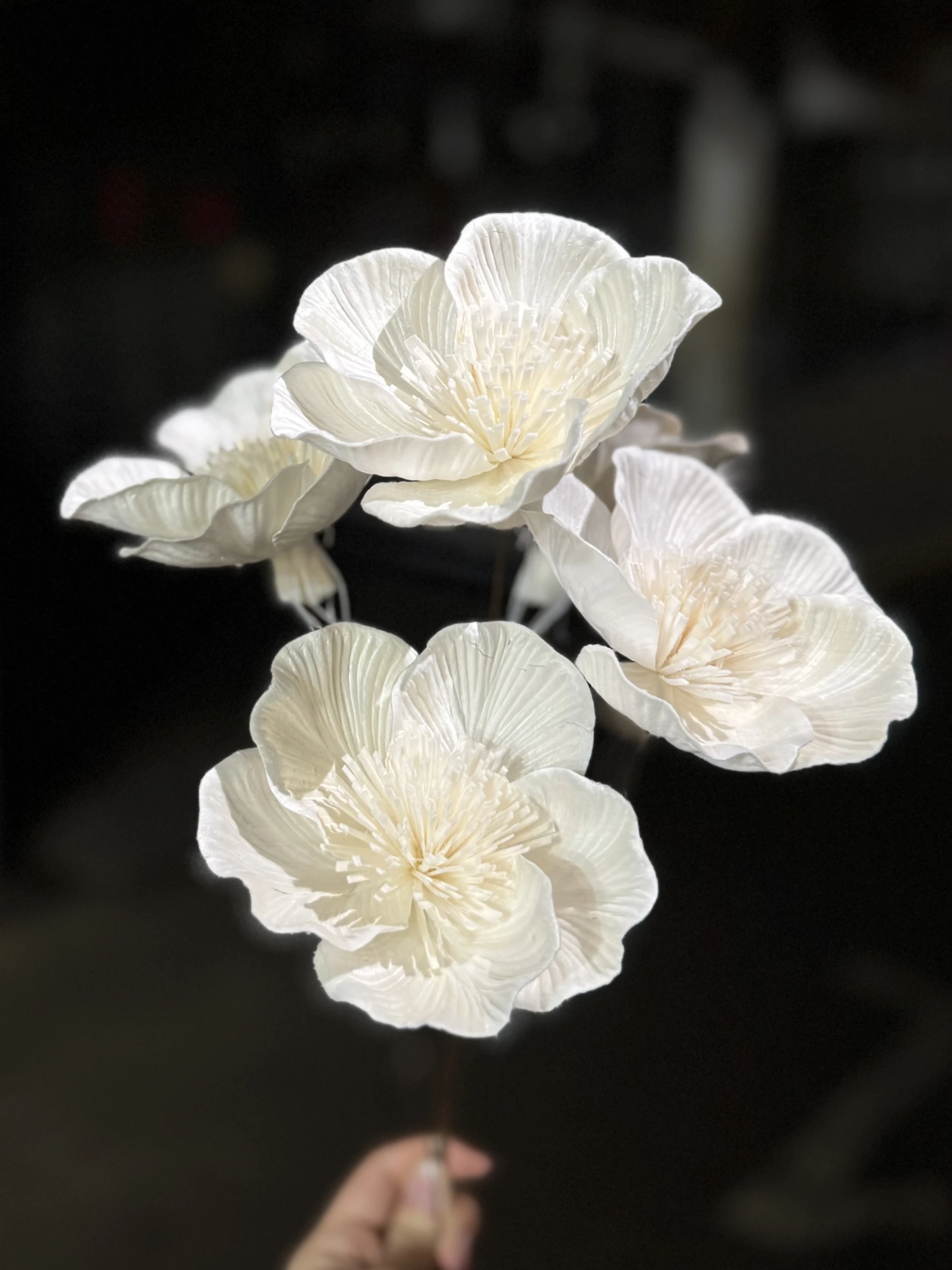 索拉山茶花 10公分