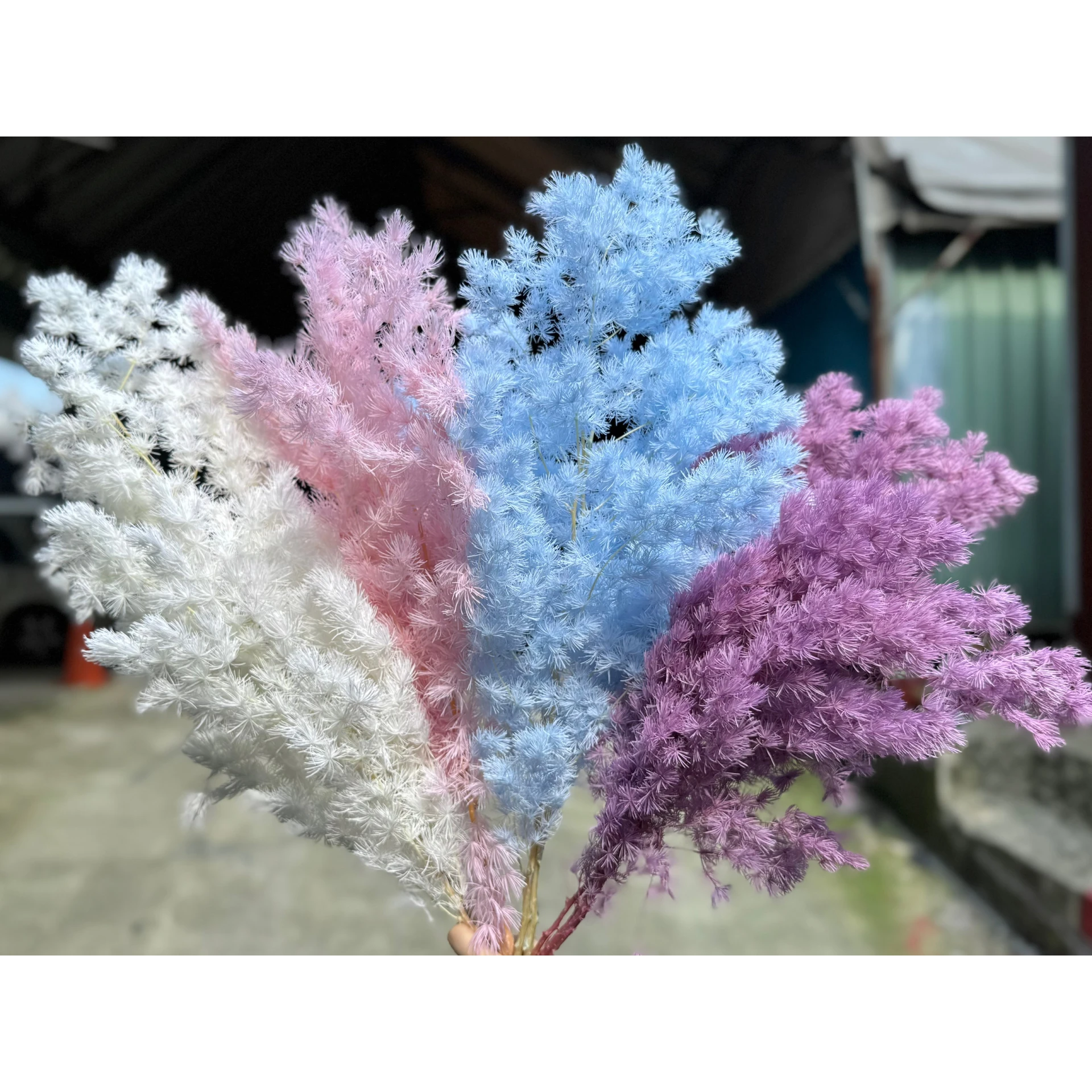 永生蓬萊松 壽松