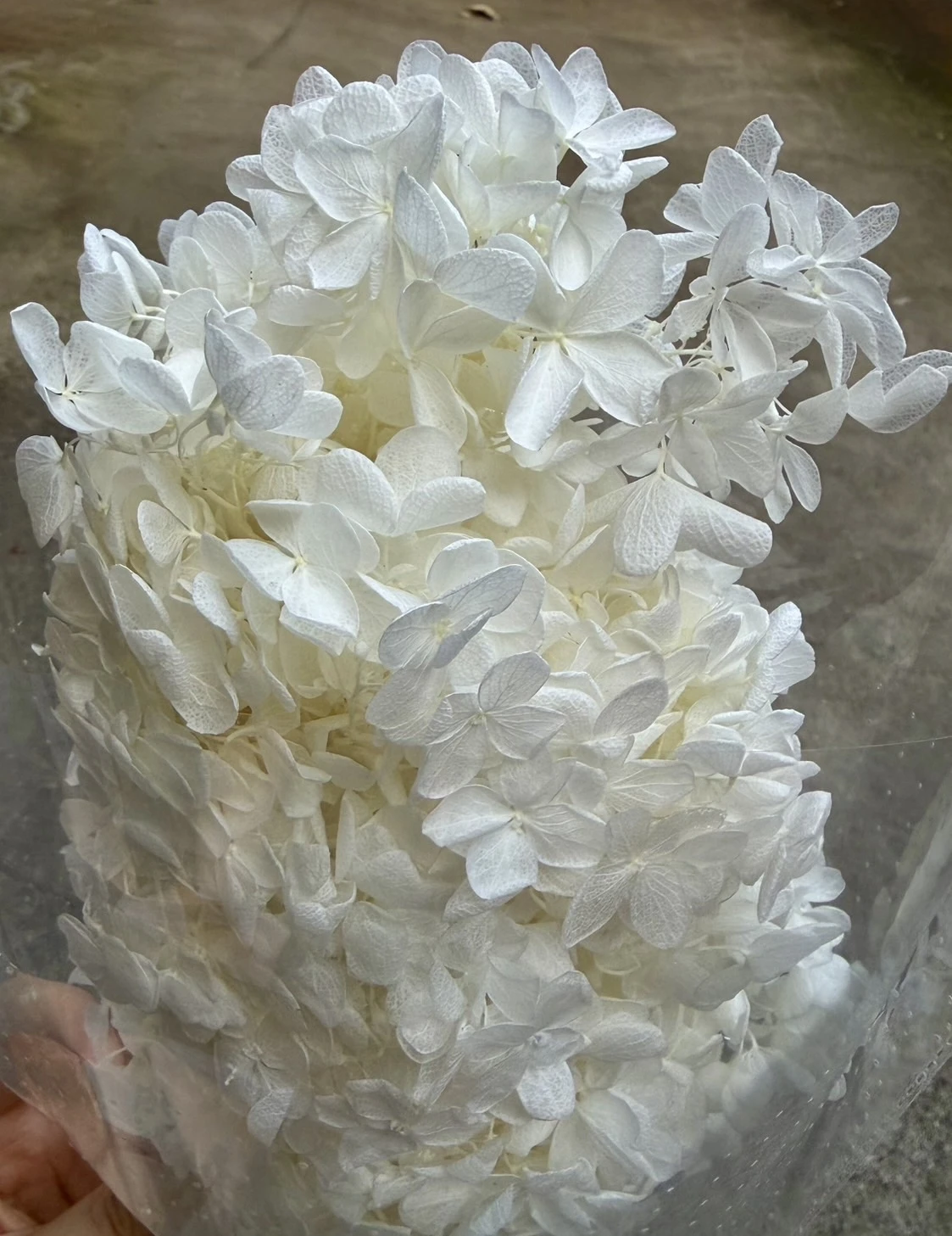 永生帶桿繡球木繡球