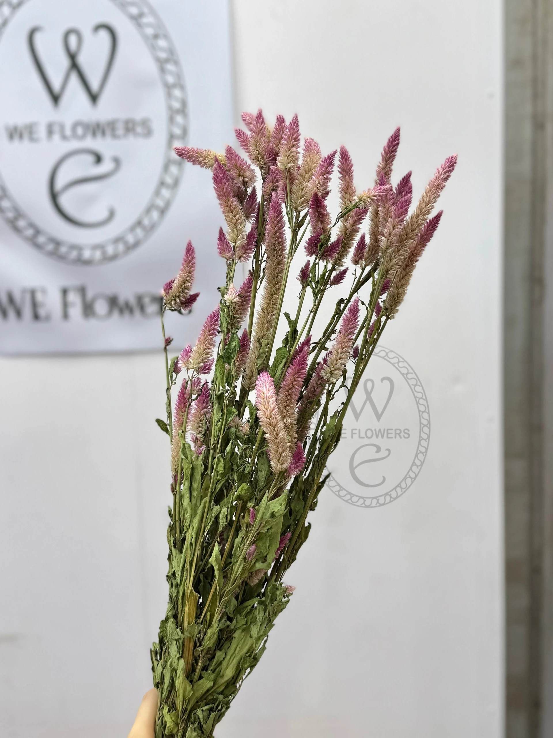 日本 乾燥雞冠花