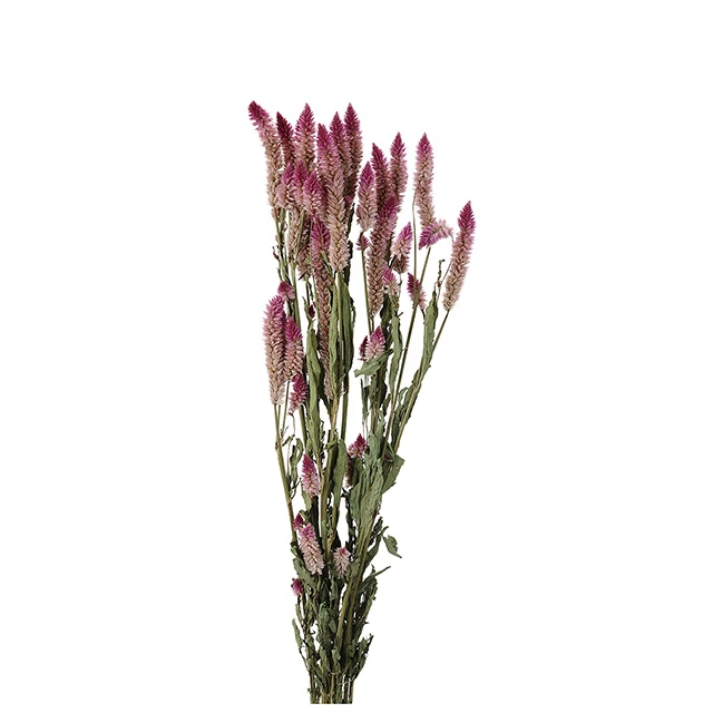 日本 乾燥雞冠花