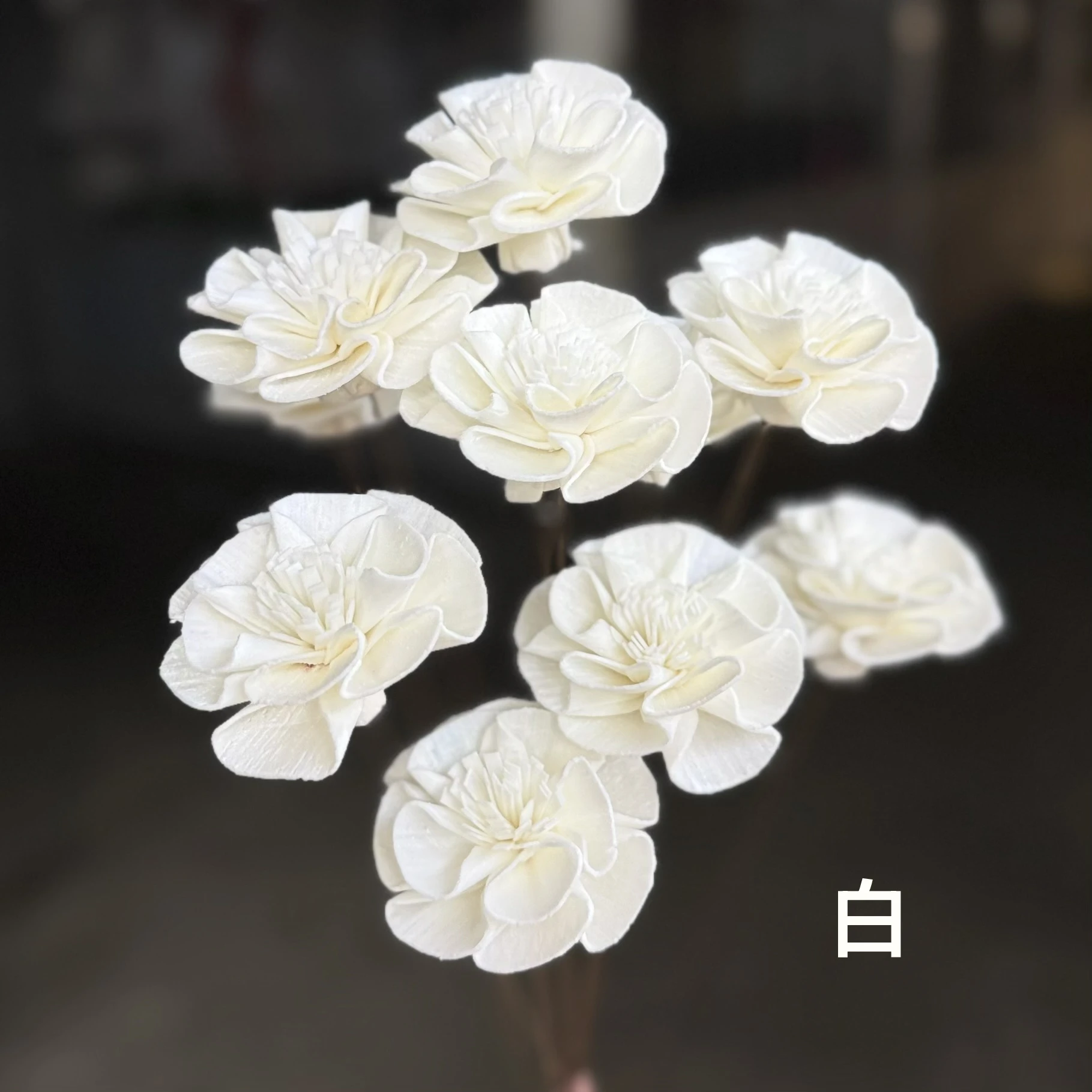 索拉山茶花B款 (泰國)