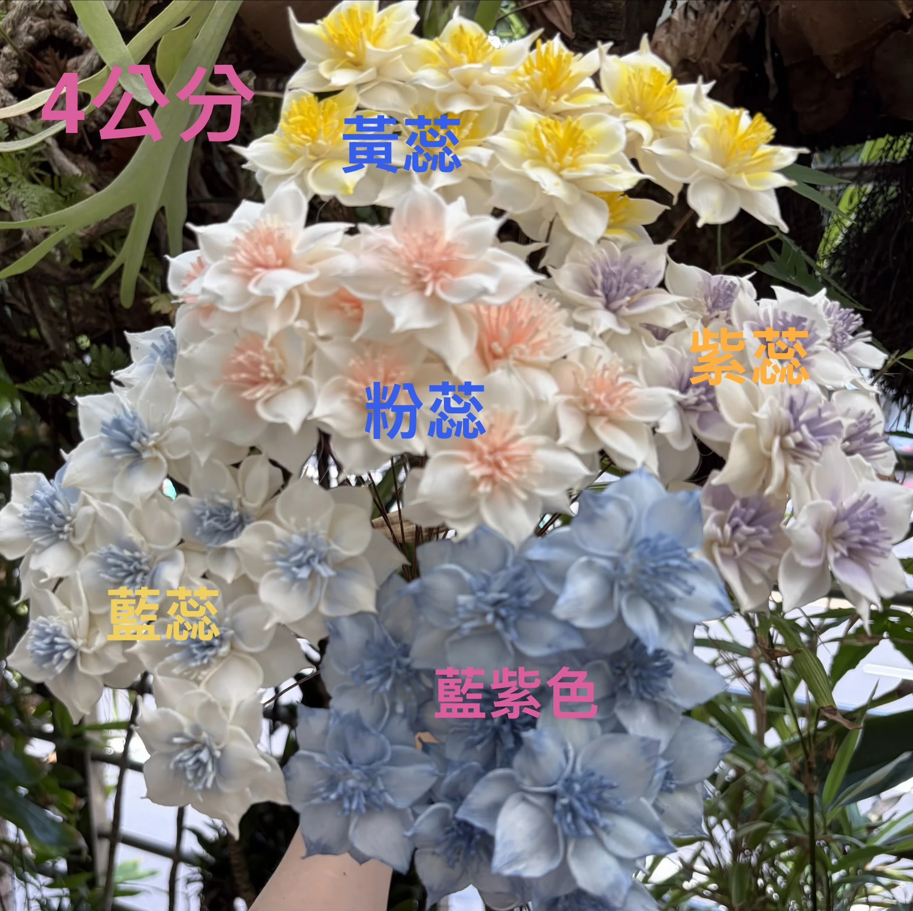 索拉鐵線蓮 小朵