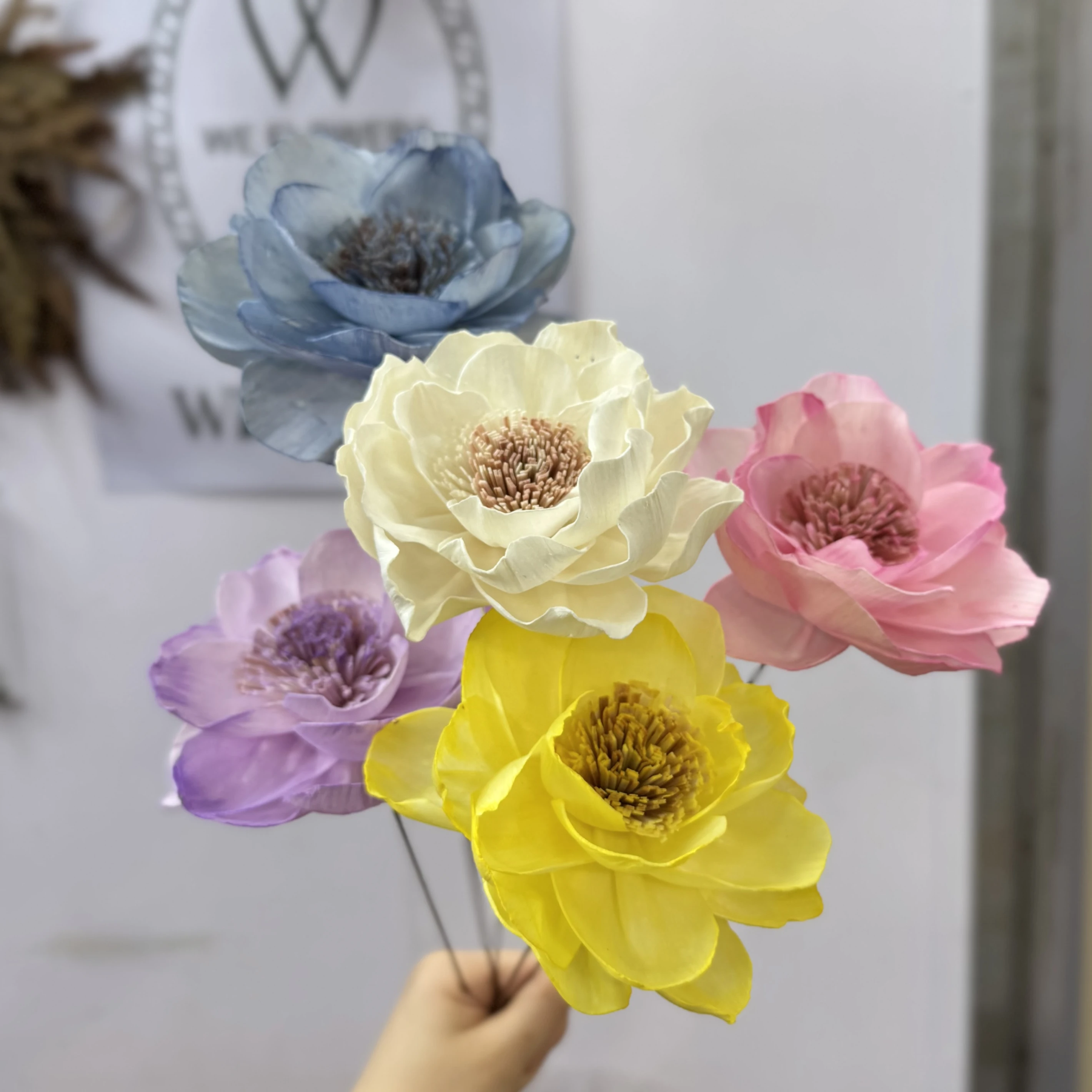 索拉雙色山茶花 大朵