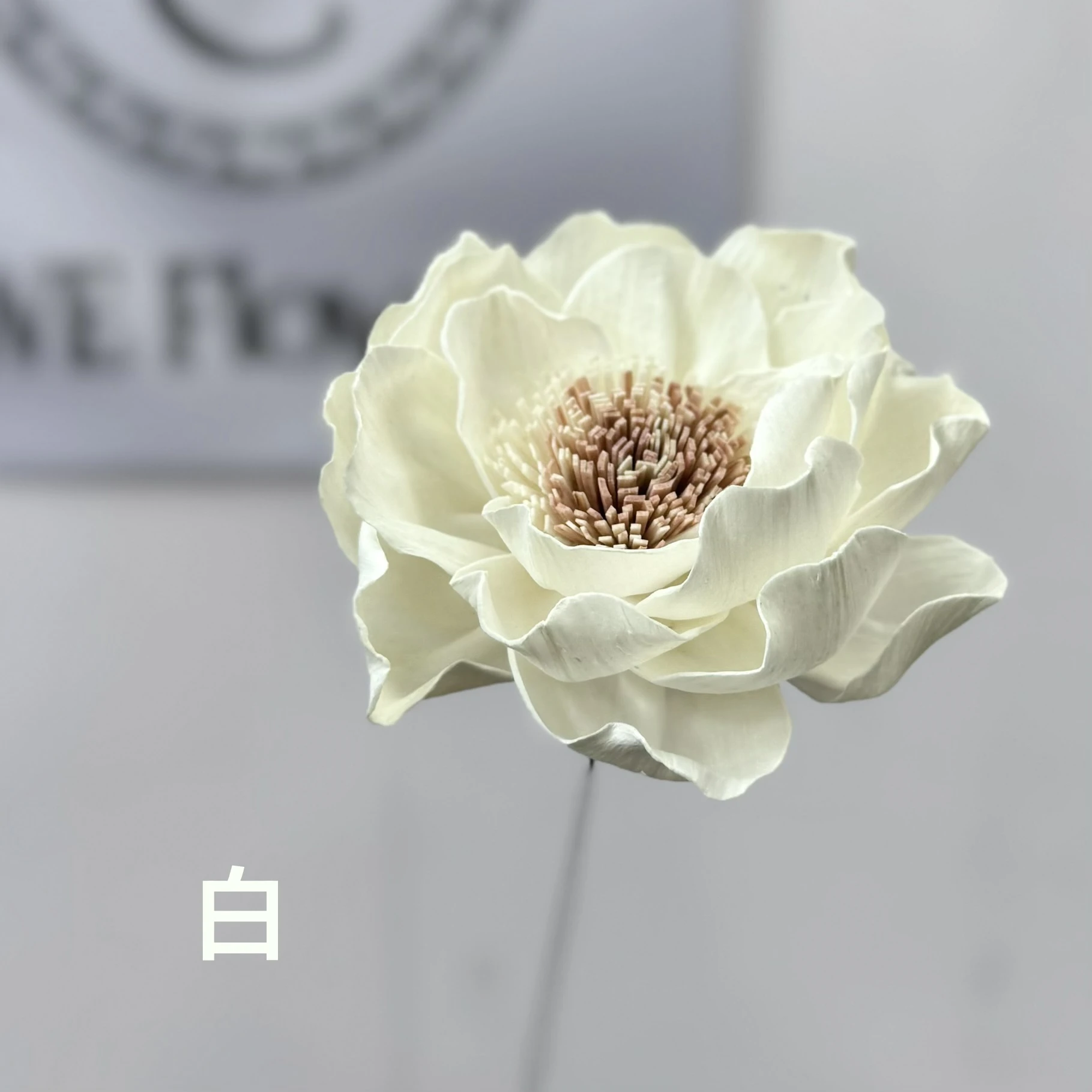 索拉雙色山茶花 大朵
