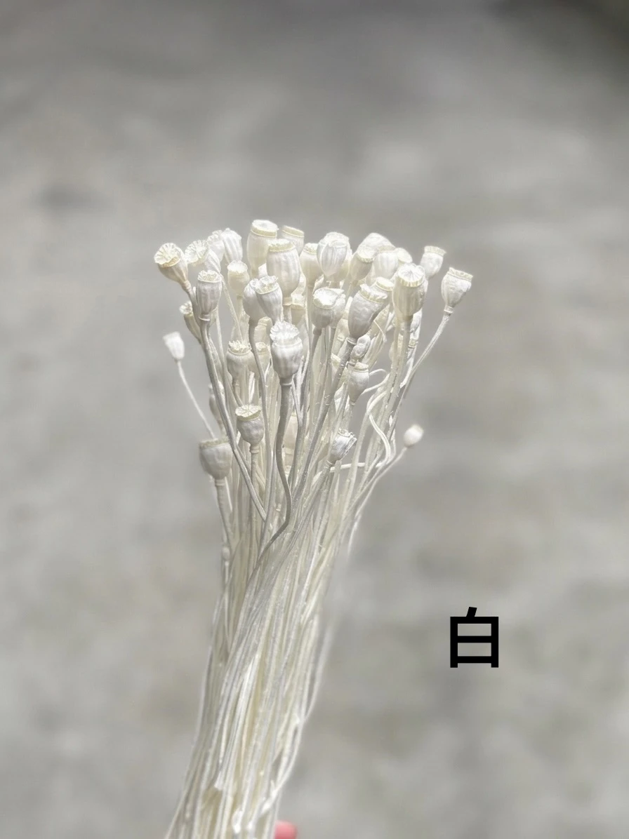 乾燥虞美人