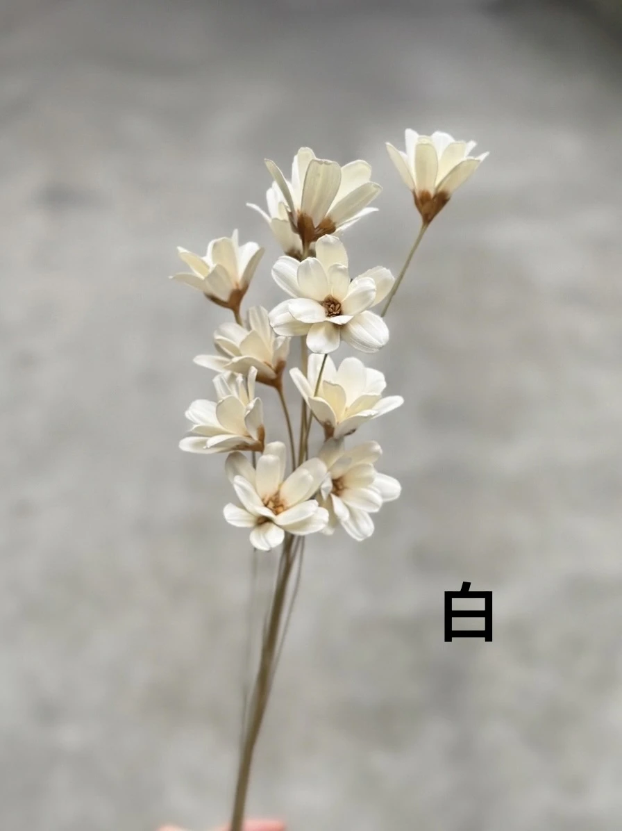 手工小雛菊 瓜子花