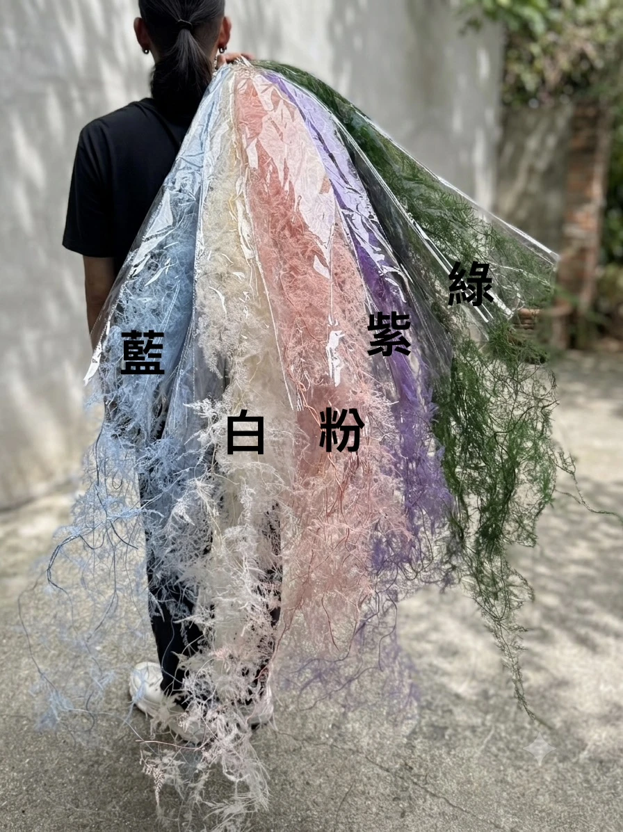 永生文竹