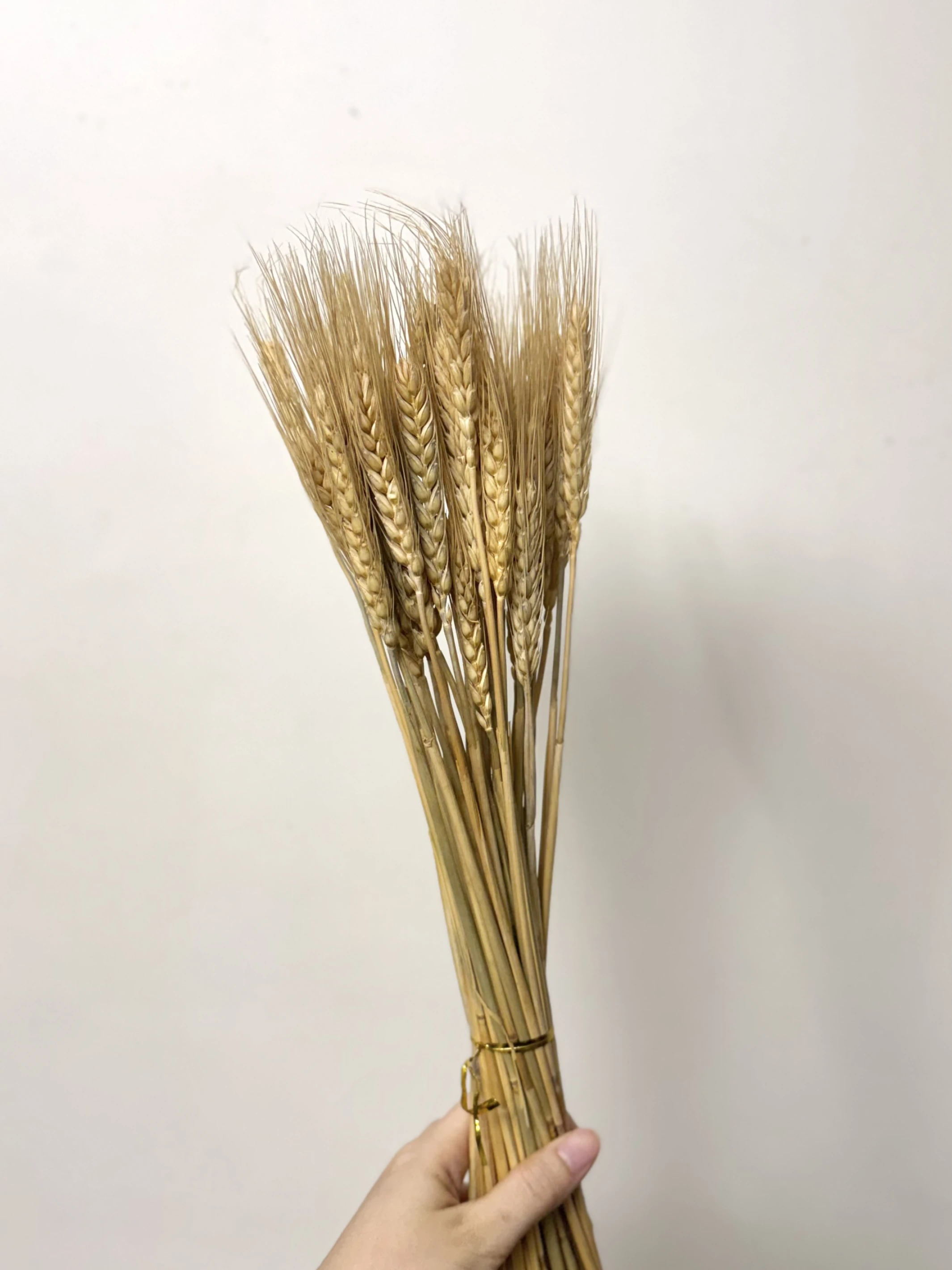 乾燥小麥