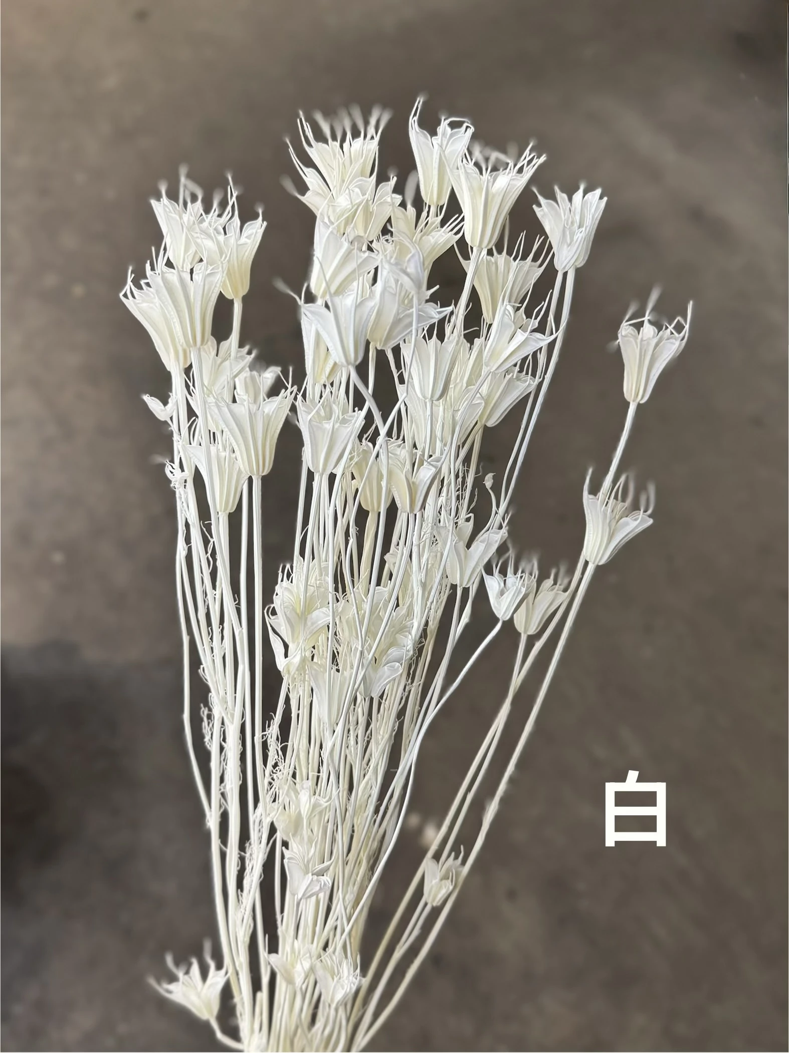 永生木百合 八角花