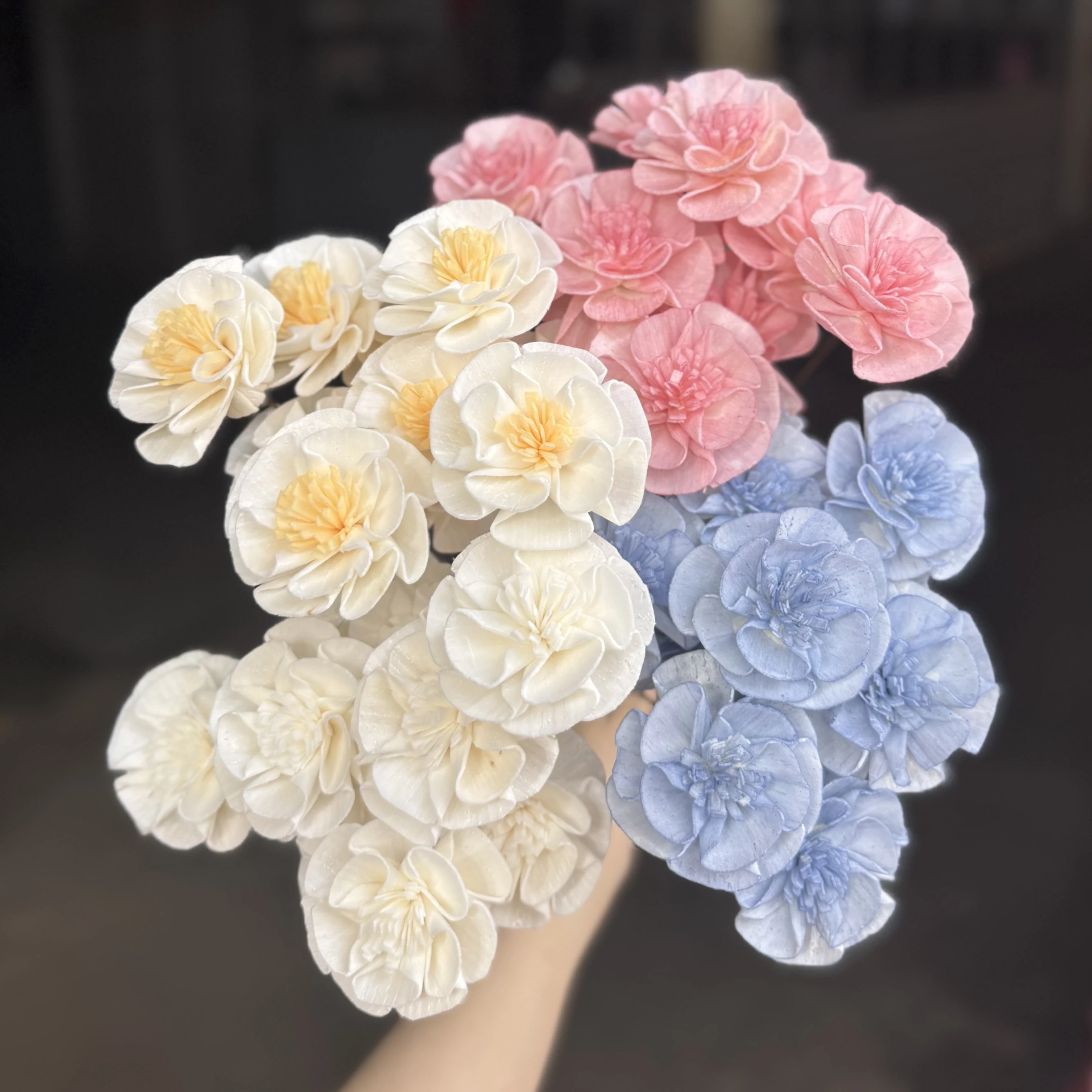 索拉山茶花B款 (泰國)
