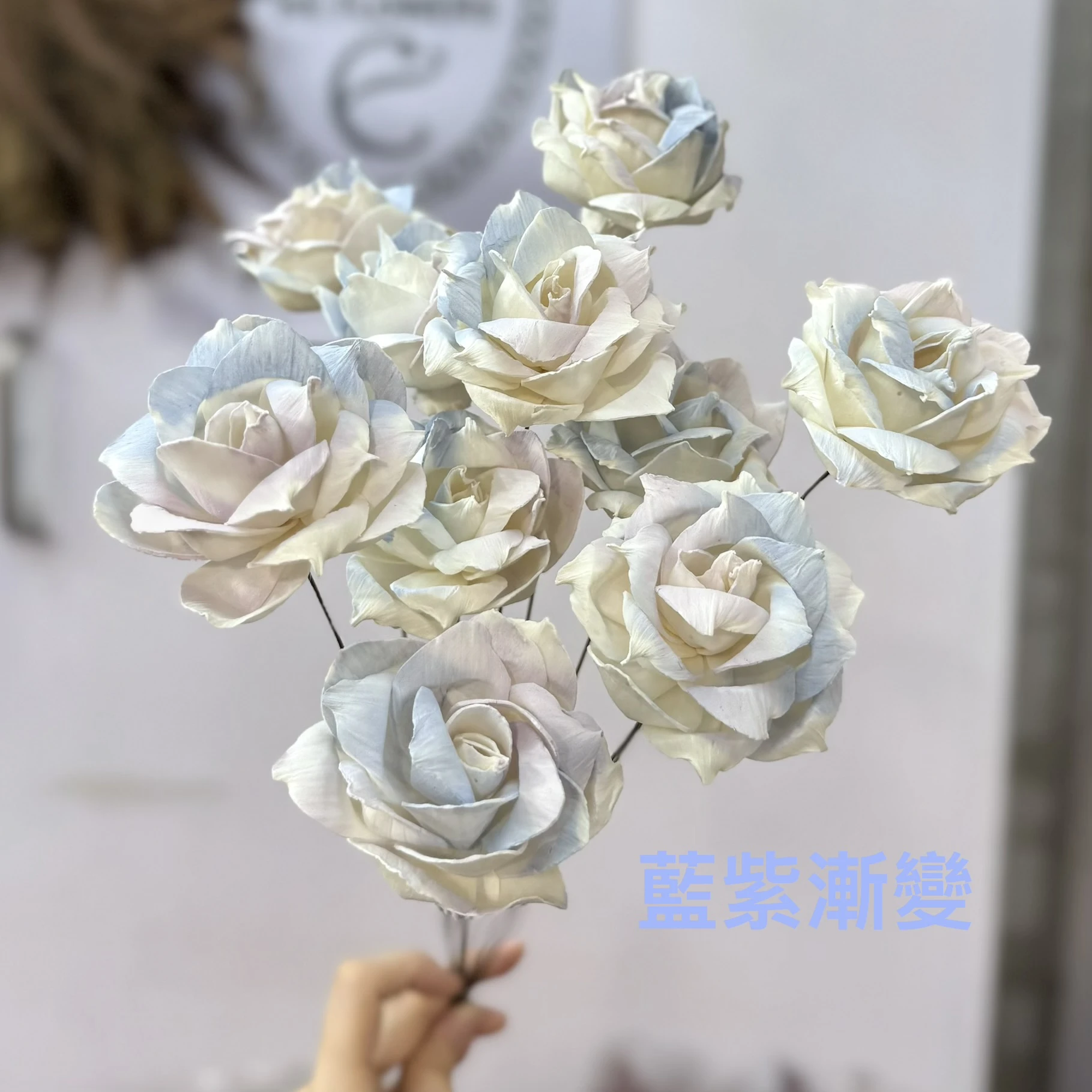 索拉薔薇