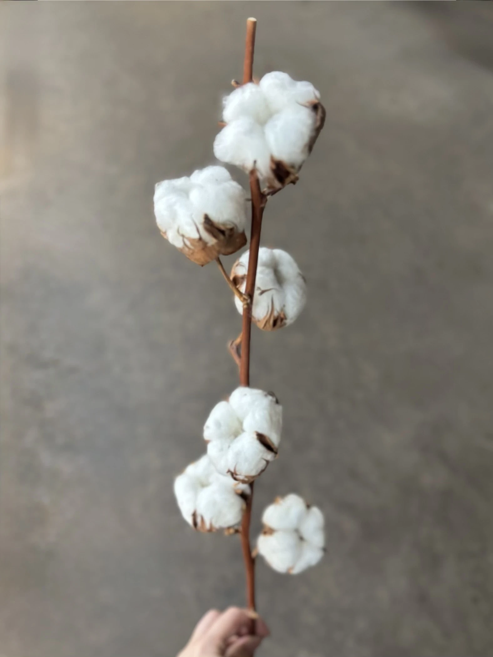 天然棉花 六頭