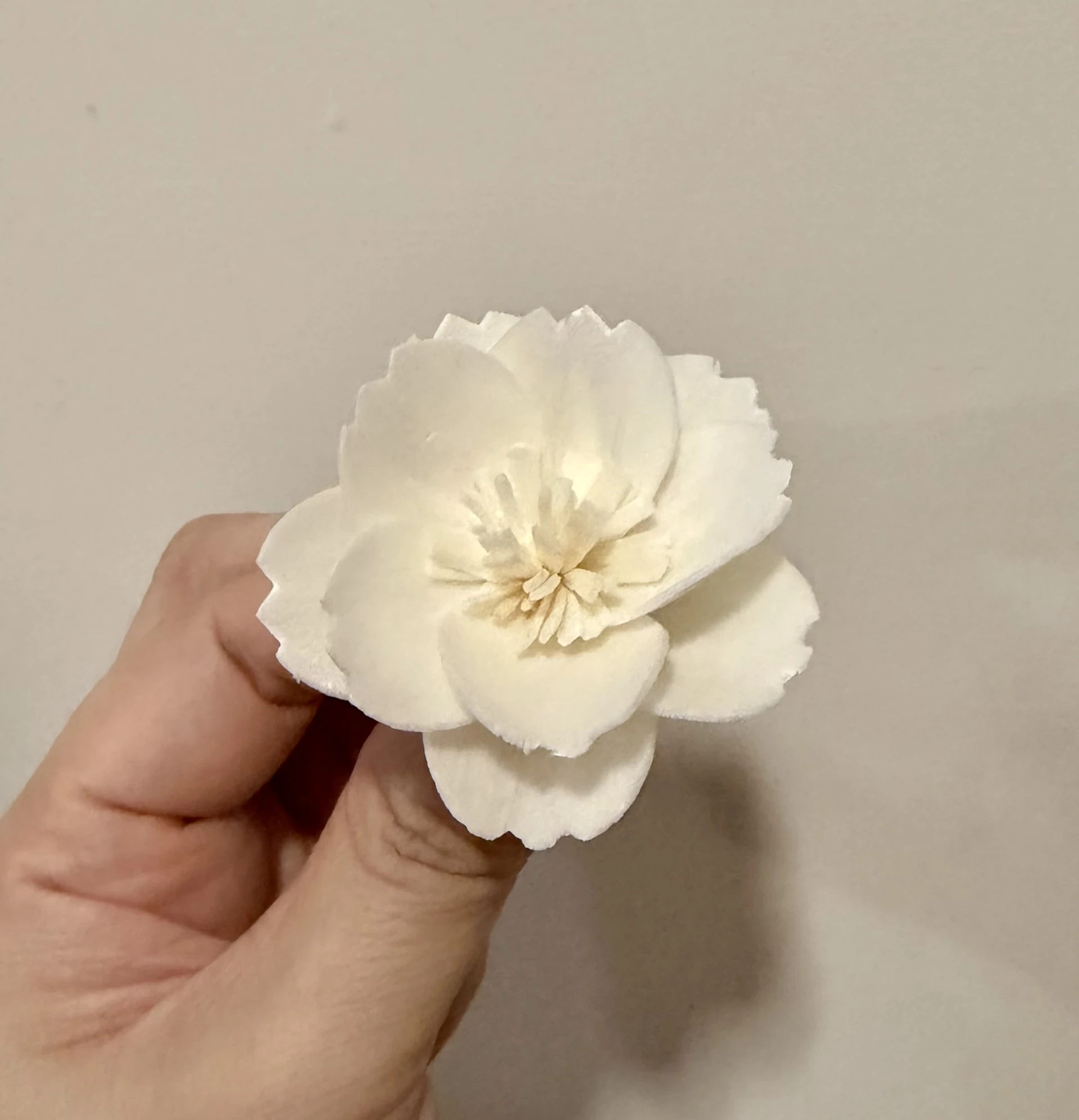 索拉波斯菊