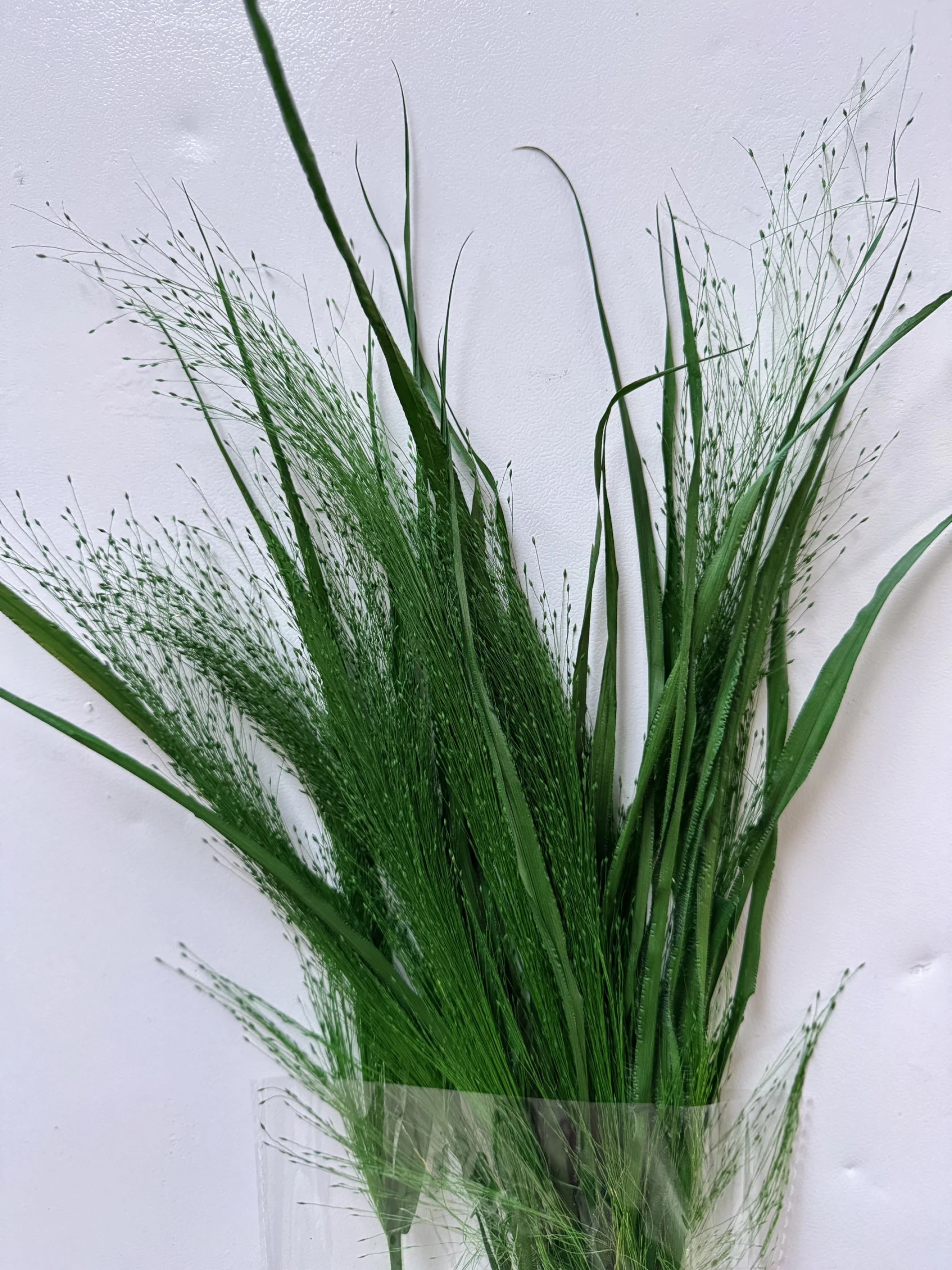 永生噴泉草