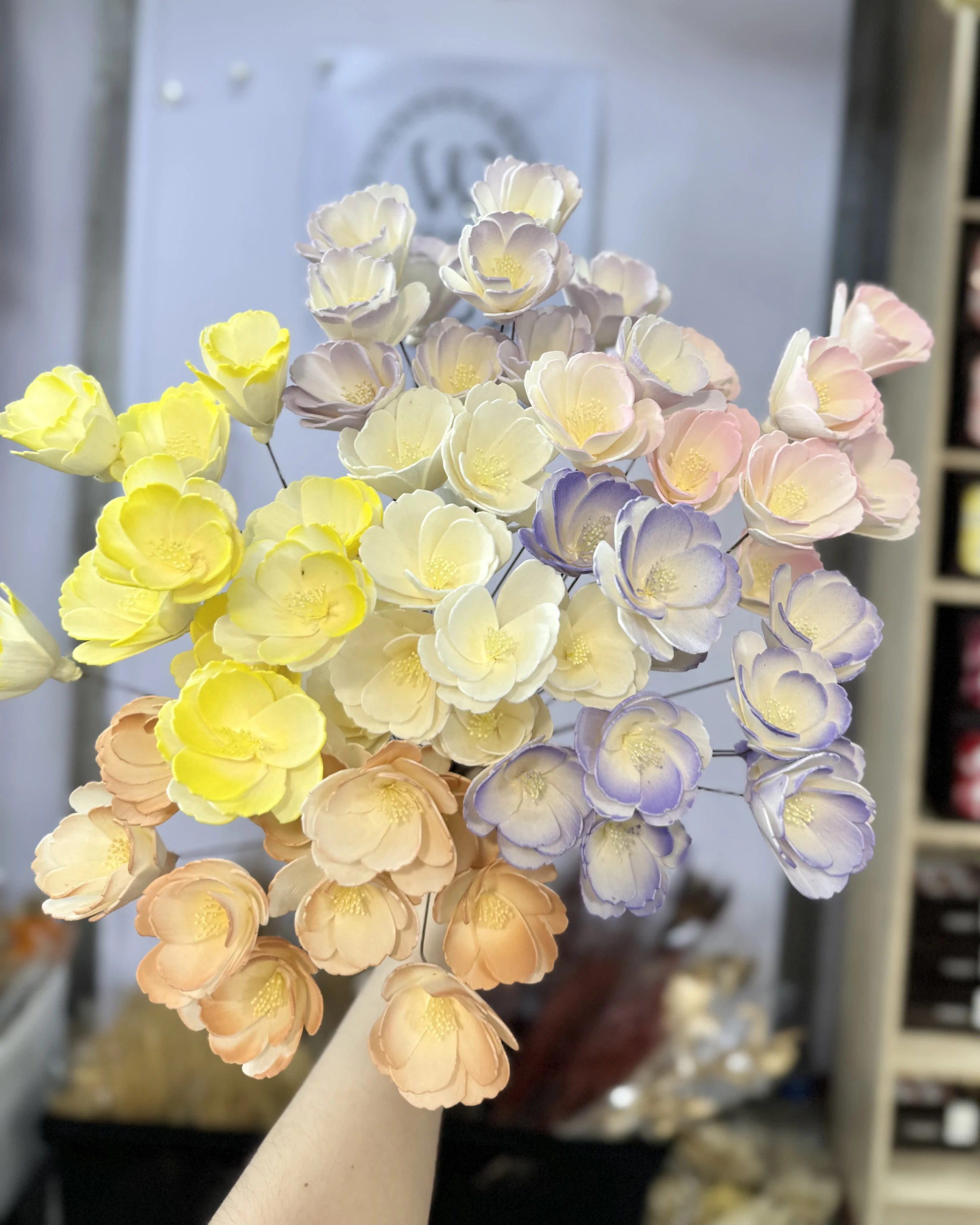 索拉櫻花