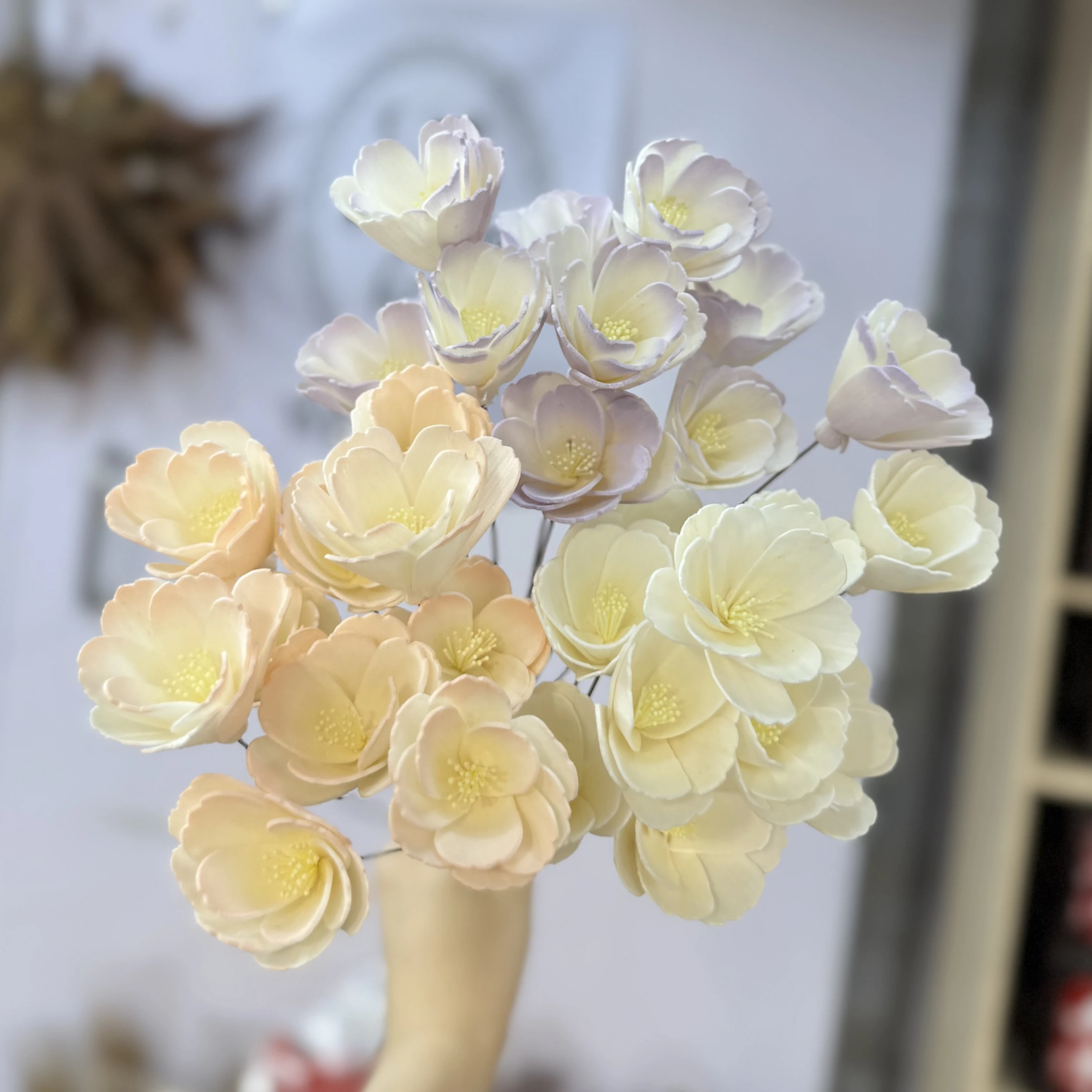 索拉櫻花