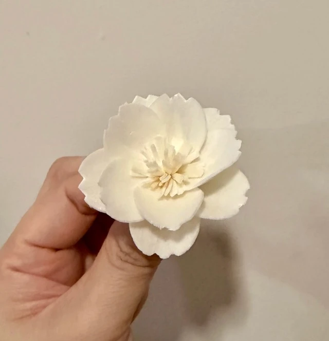 索拉波斯菊
