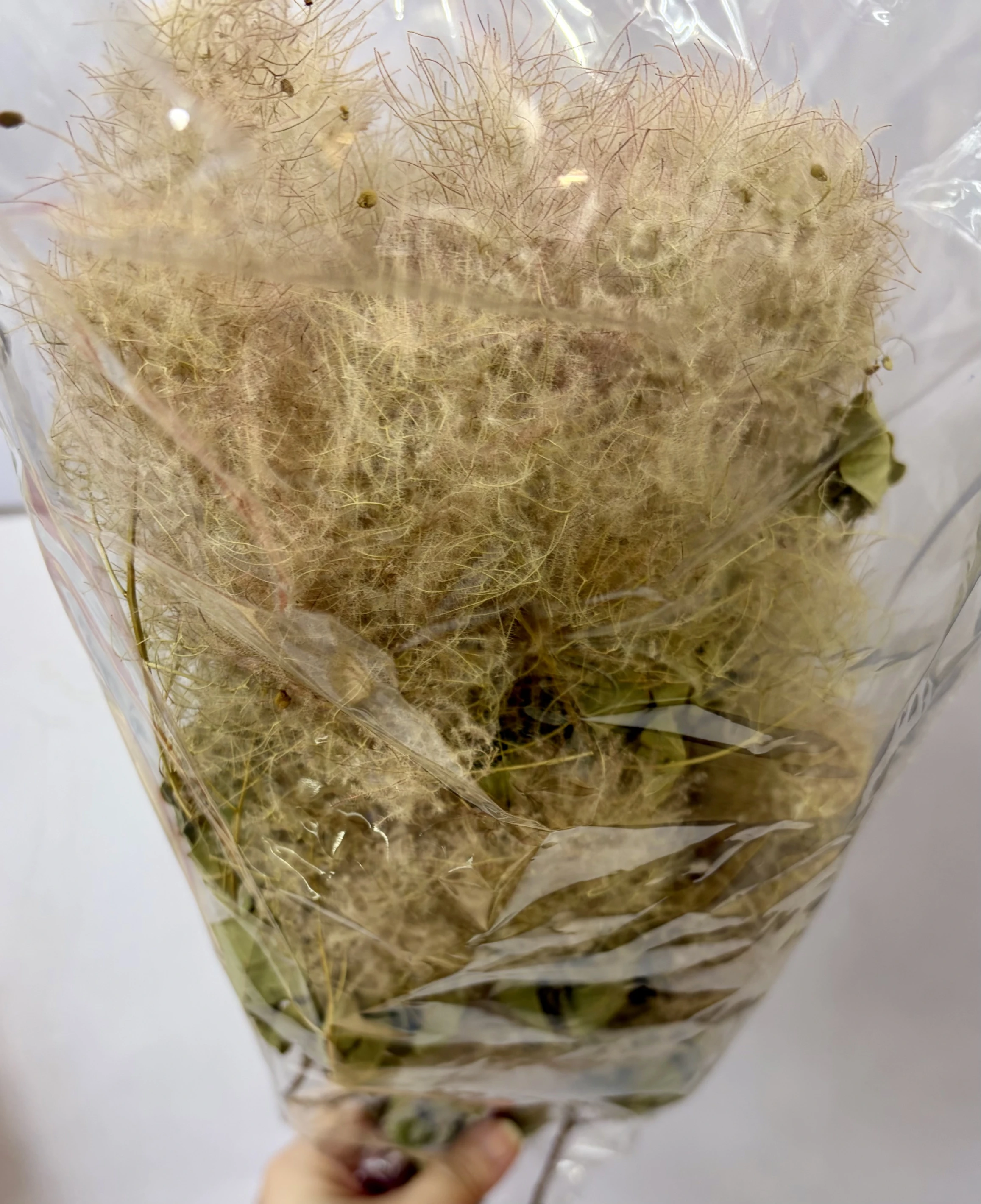 日本乾燥煙霧樹DA000005