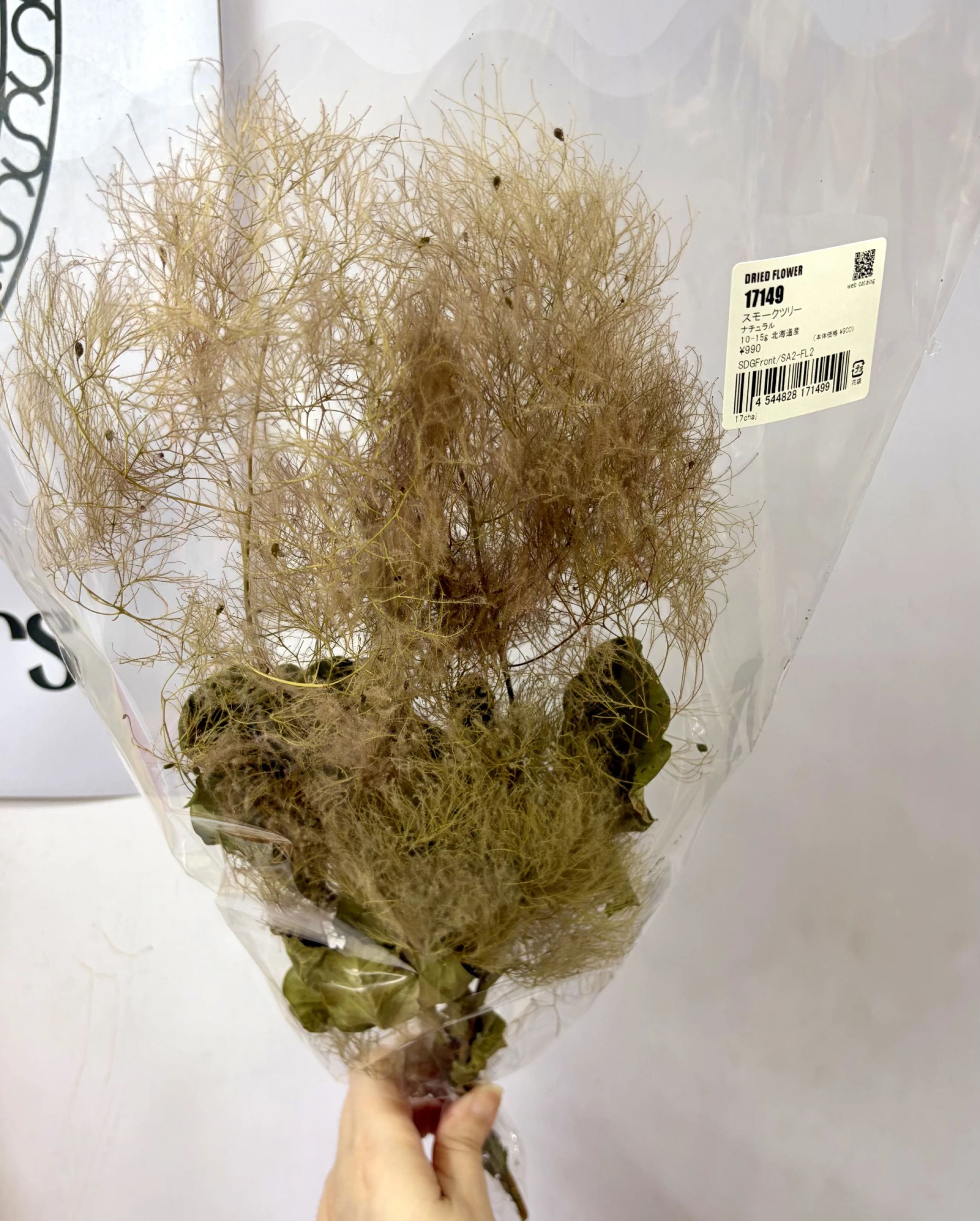日本乾燥煙霧樹