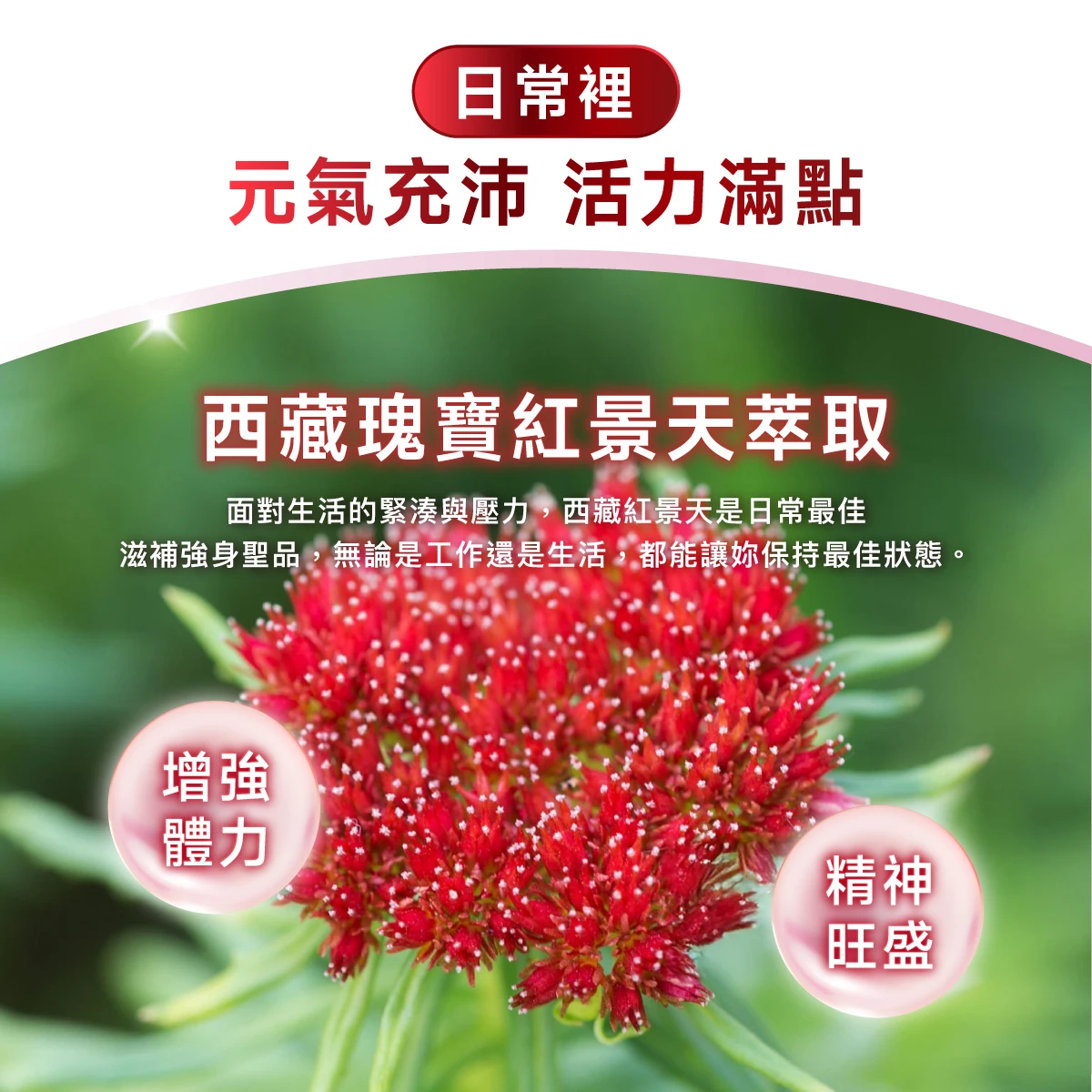 日常,活力滿點,增強體力,西藏瑰寶,紅景天,滋補強身,增強體力,精神旺盛,保持最佳狀態