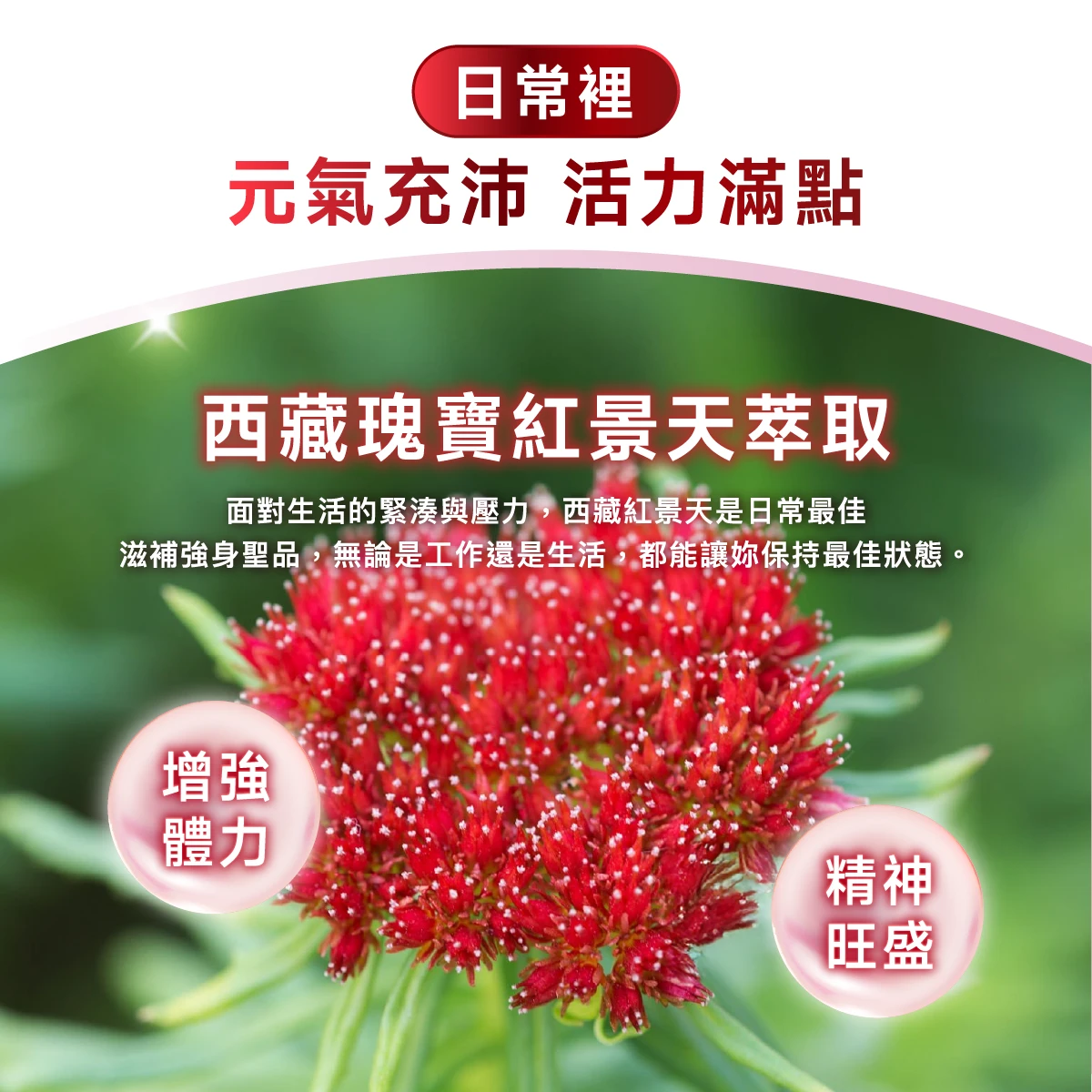 日常,活力滿點,增強體力,西藏瑰寶,紅景天,滋補強身,增強體力,精神旺盛,保持最佳狀態