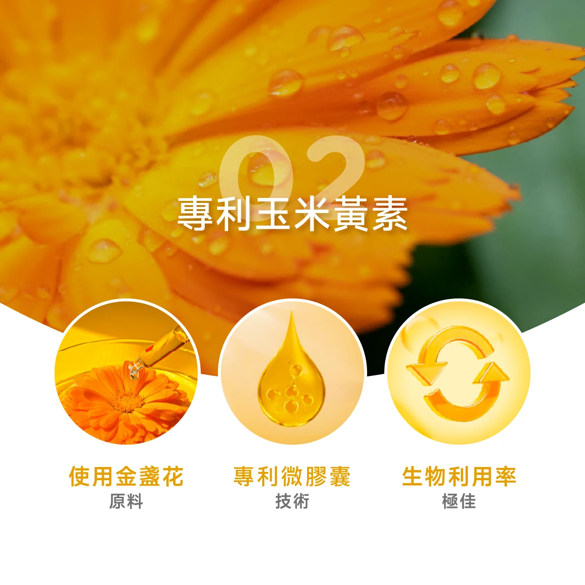 玉米黃素,金盞花,專利,微膠囊技術,生物利用率,好吸收
