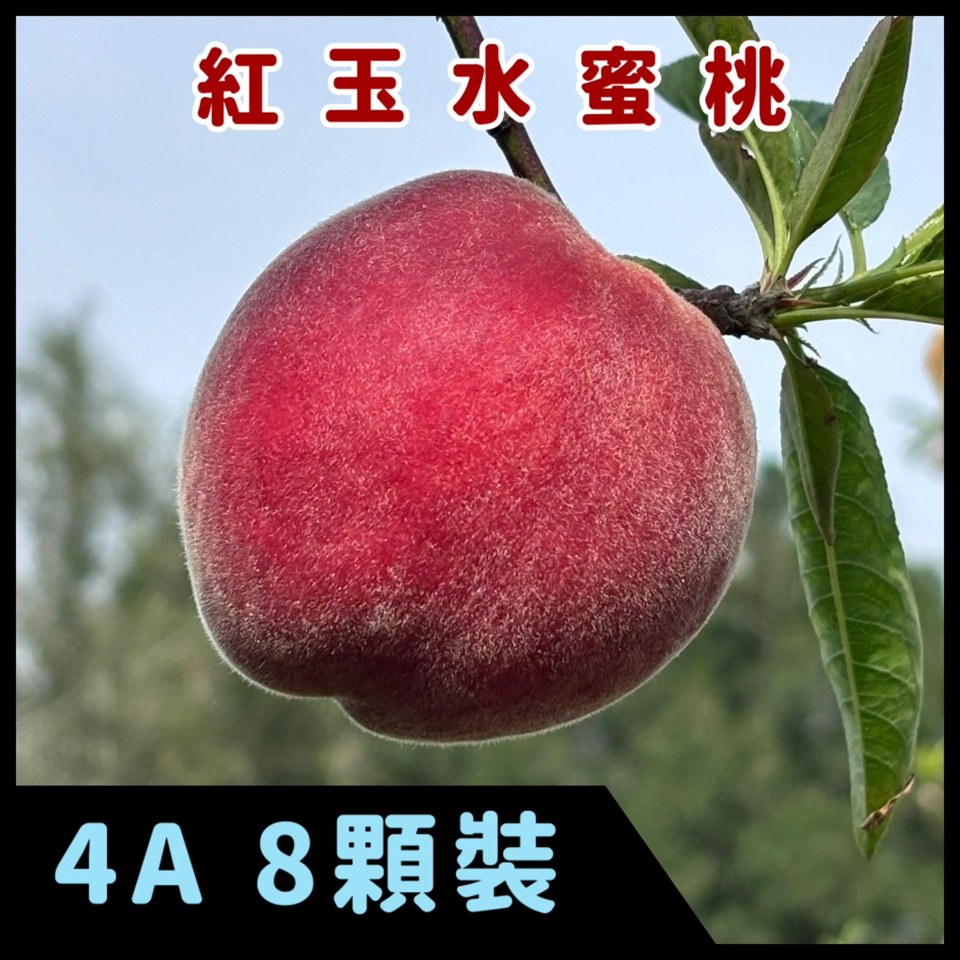 紅玉水蜜桃 4A八顆裝