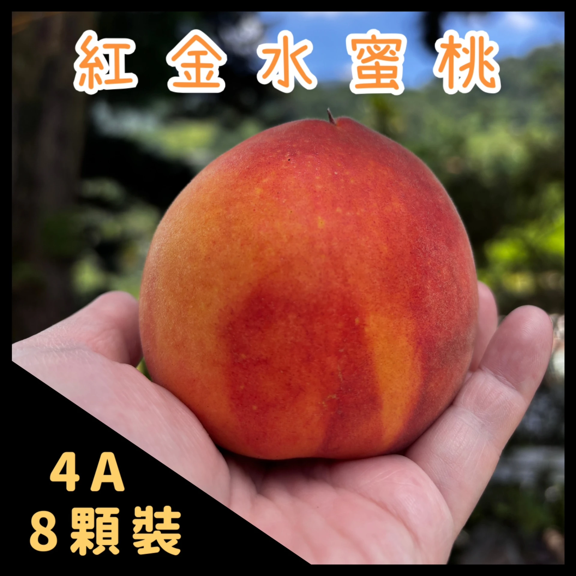 紅金水蜜桃 4A八顆裝