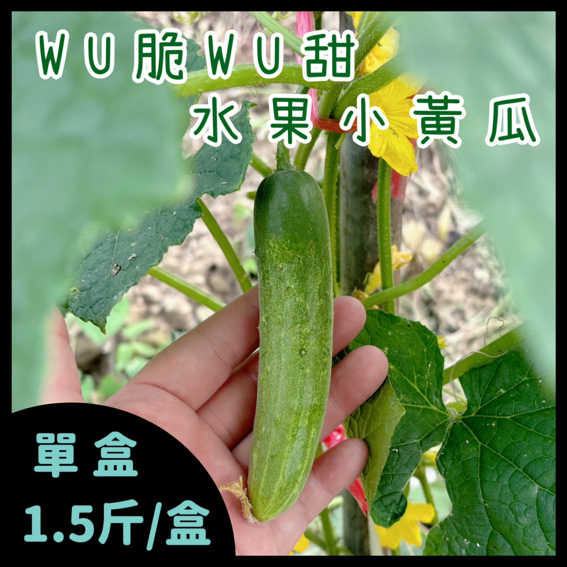 (10月中出貨~)WU脆WU甜水果小黃瓜 1.5斤/盒 單盒