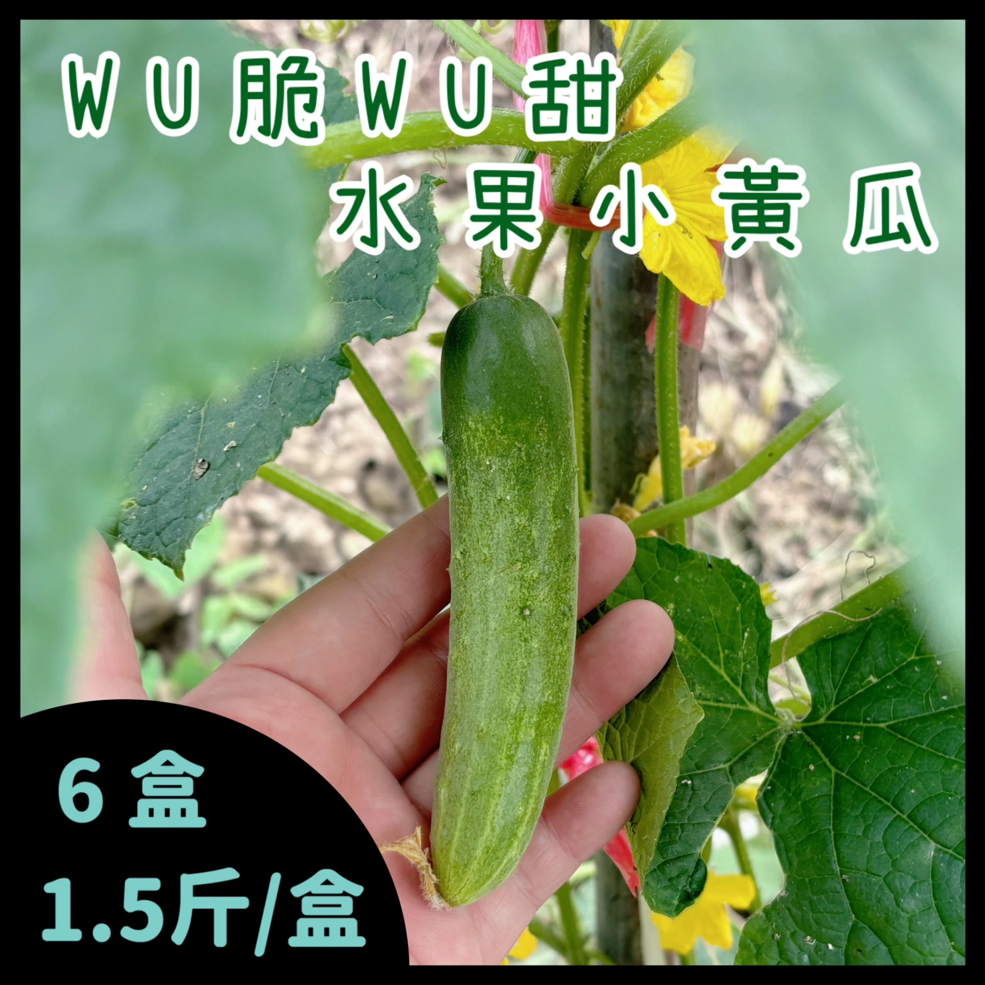 (10月中出貨~)WU脆WU甜水果小黃瓜 1.5斤/盒 六盒