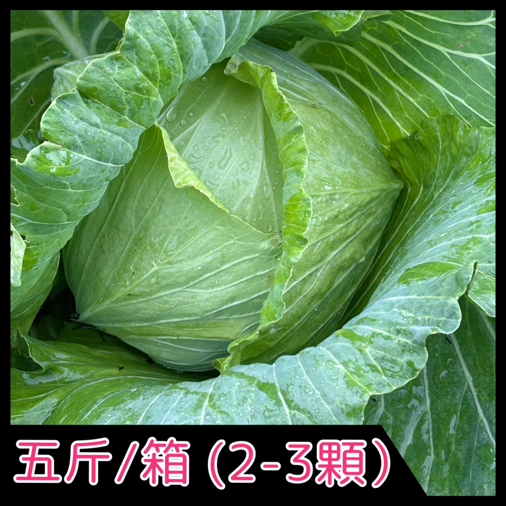 高山高麗菜 五斤/箱 (1-3顆)
