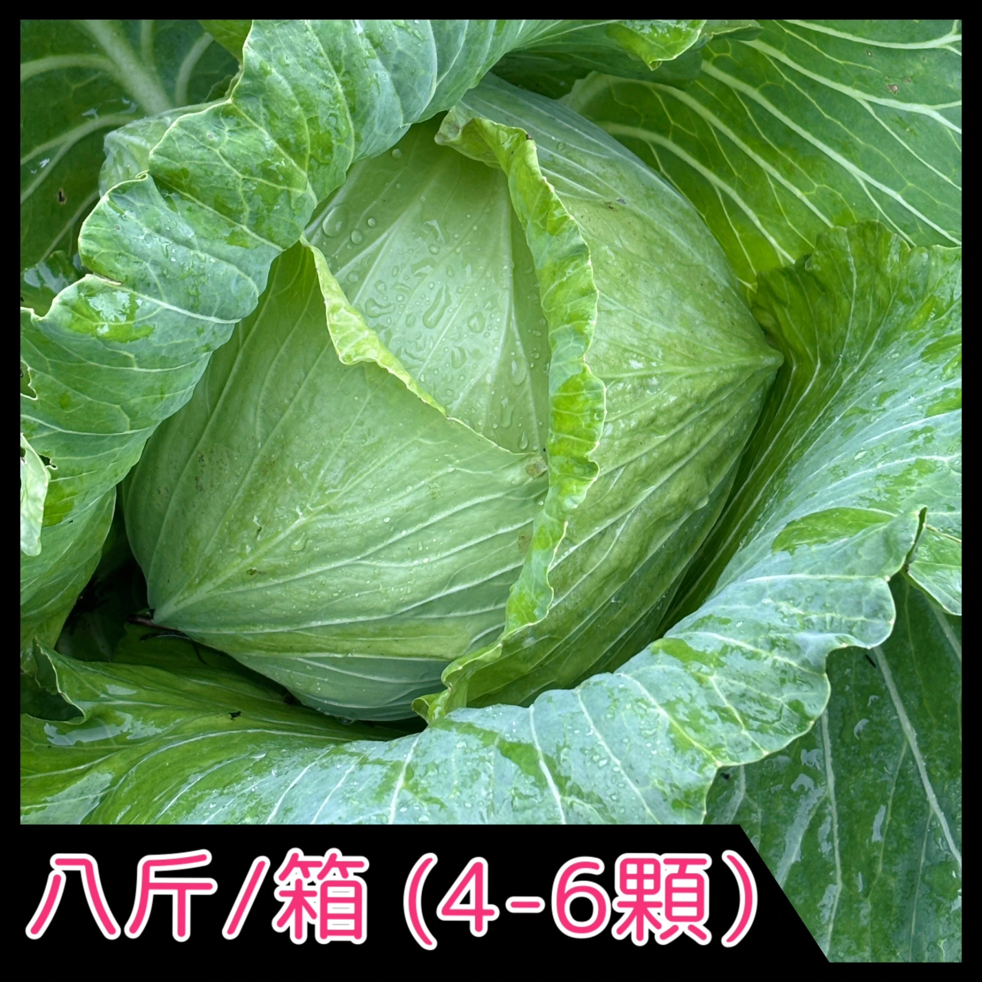 高山高麗菜 八斤/箱 (2-6顆)