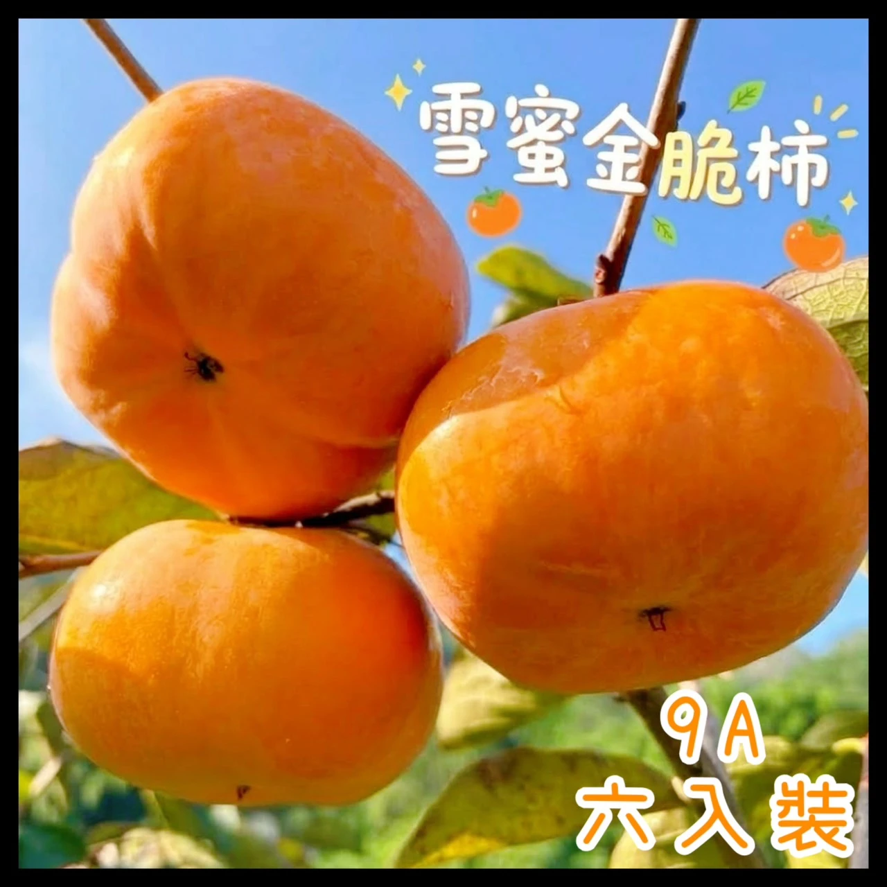 產銷履歷 雪蜜金脆柿 9A六入裝禮盒