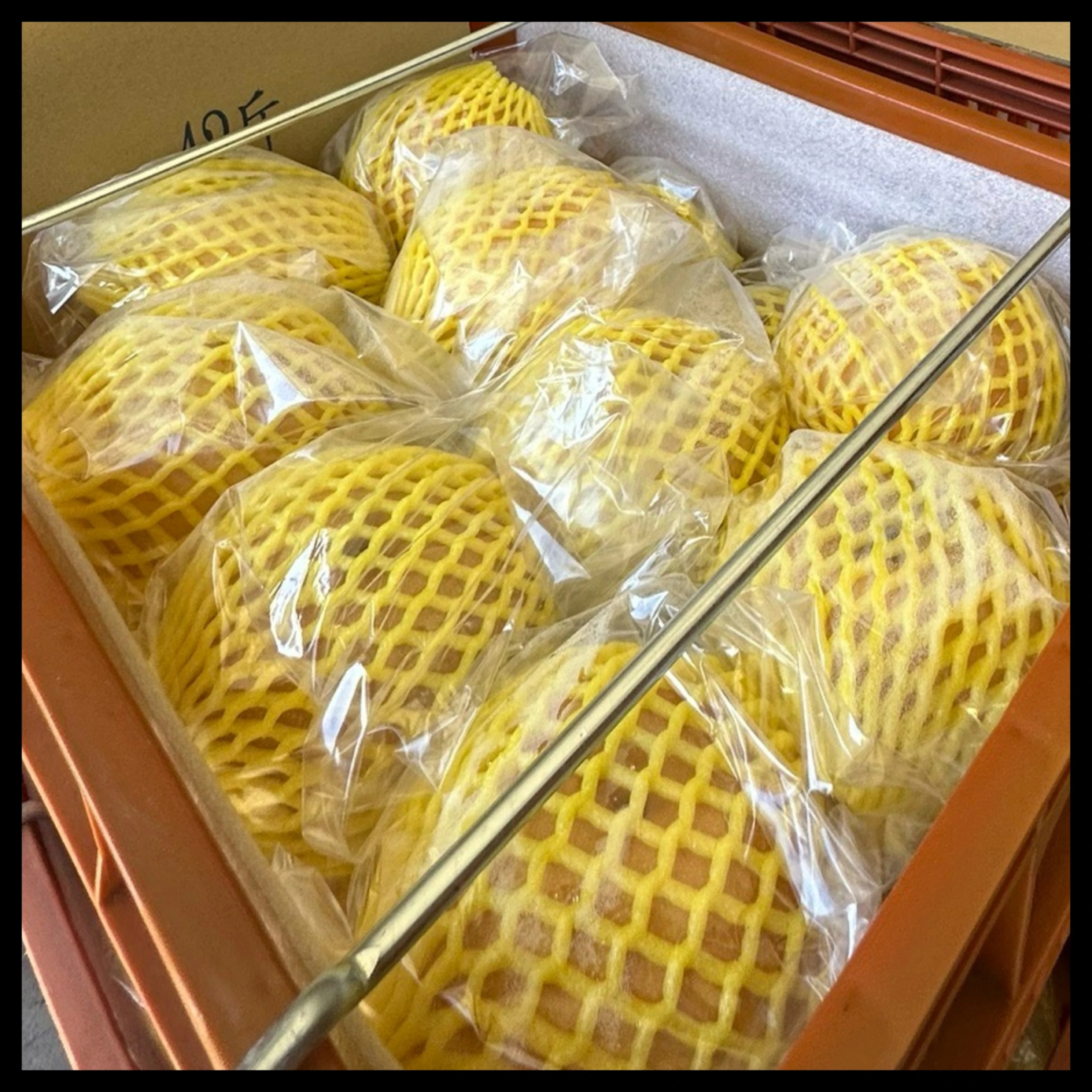 梨山 寶島甘露梨 22A 9入裝禮盒