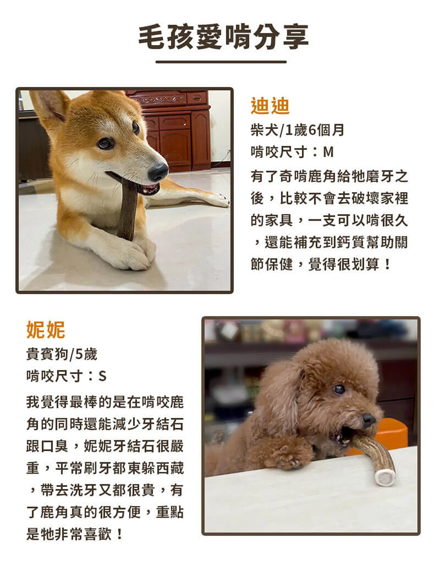 【奇啃 CHIKEN】歐洲天然紅鹿角