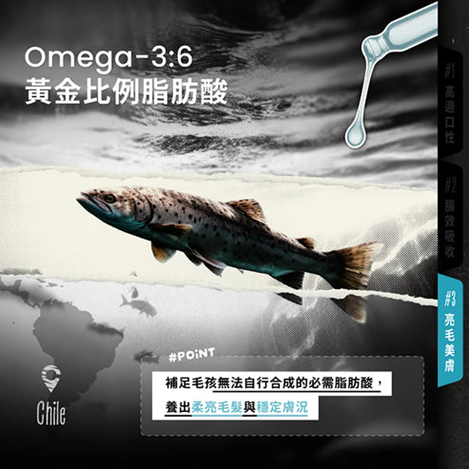 OMEGA-3 SALMON OIL 智利極淨鮭魚油