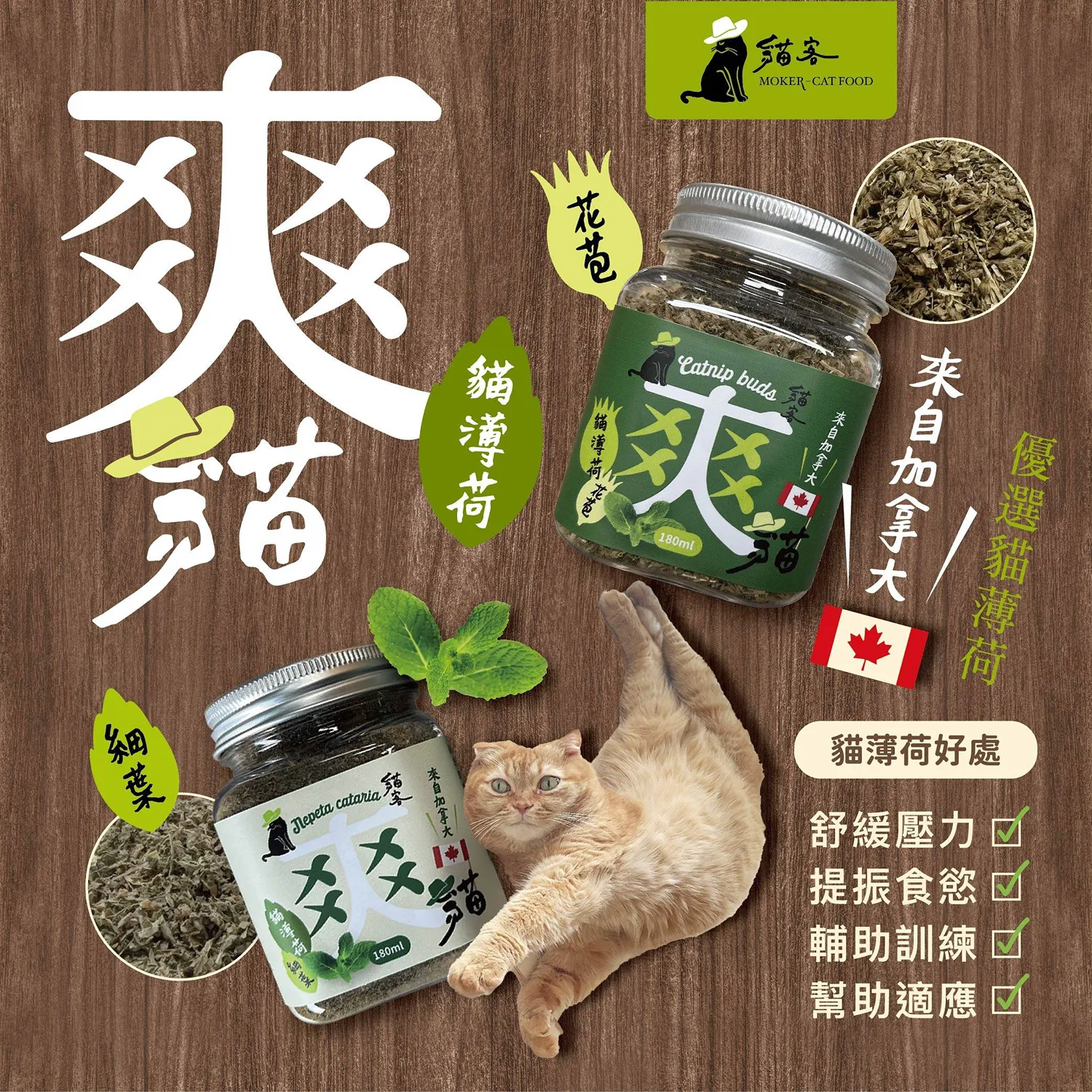 【爽貓】貓薄荷
