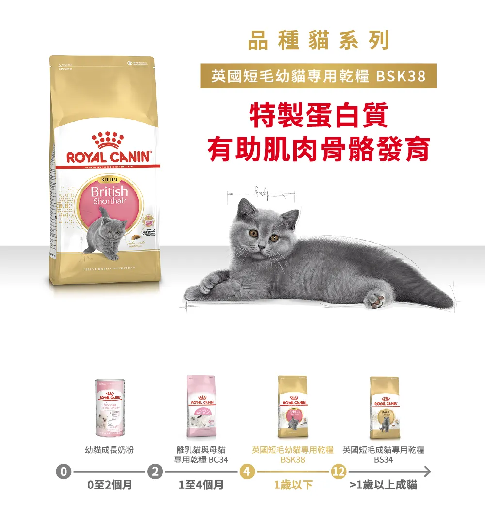 【ROYAL CANIN 皇家】BSK38 英國短毛幼貓專用乾糧