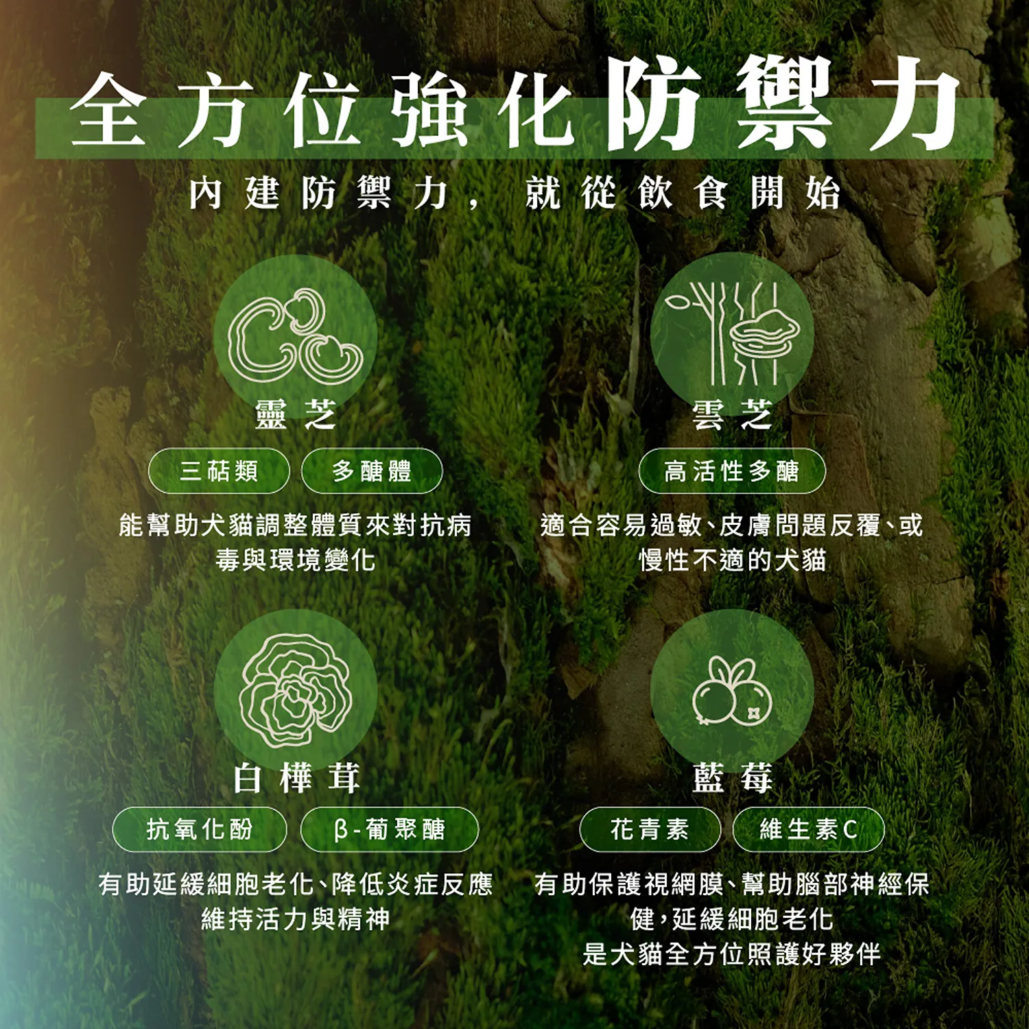 【CHARM野性魅力】超能精華 [貓] 