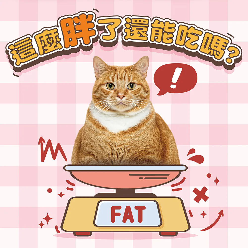 小P 抓抓貓餐包