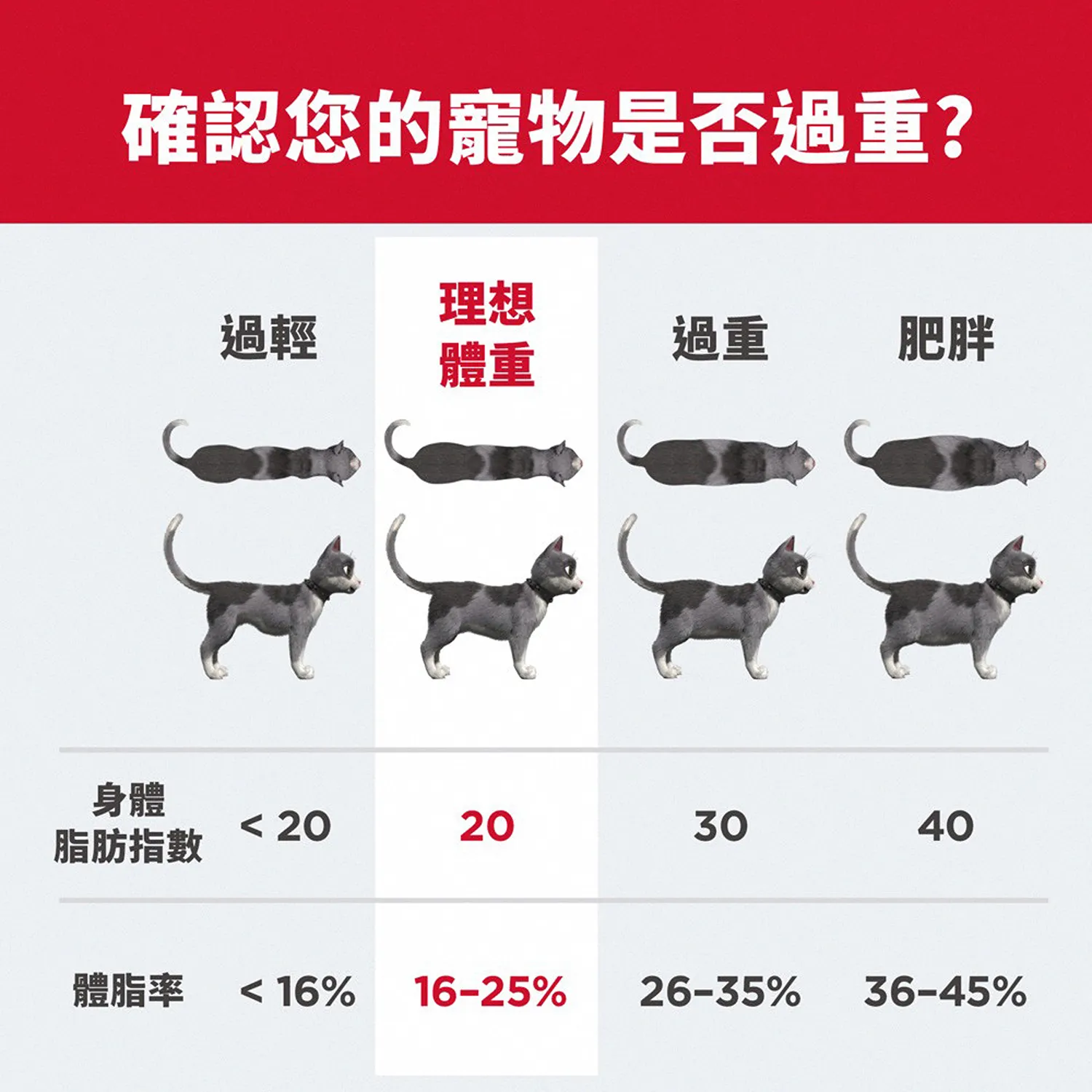 成貓完美體重雞肉特調食譜