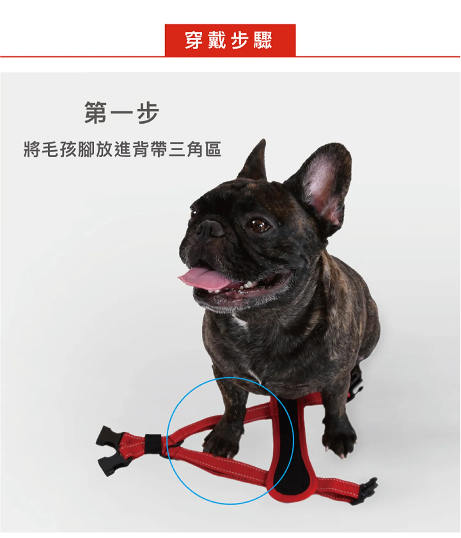 狗體工學胸背帶