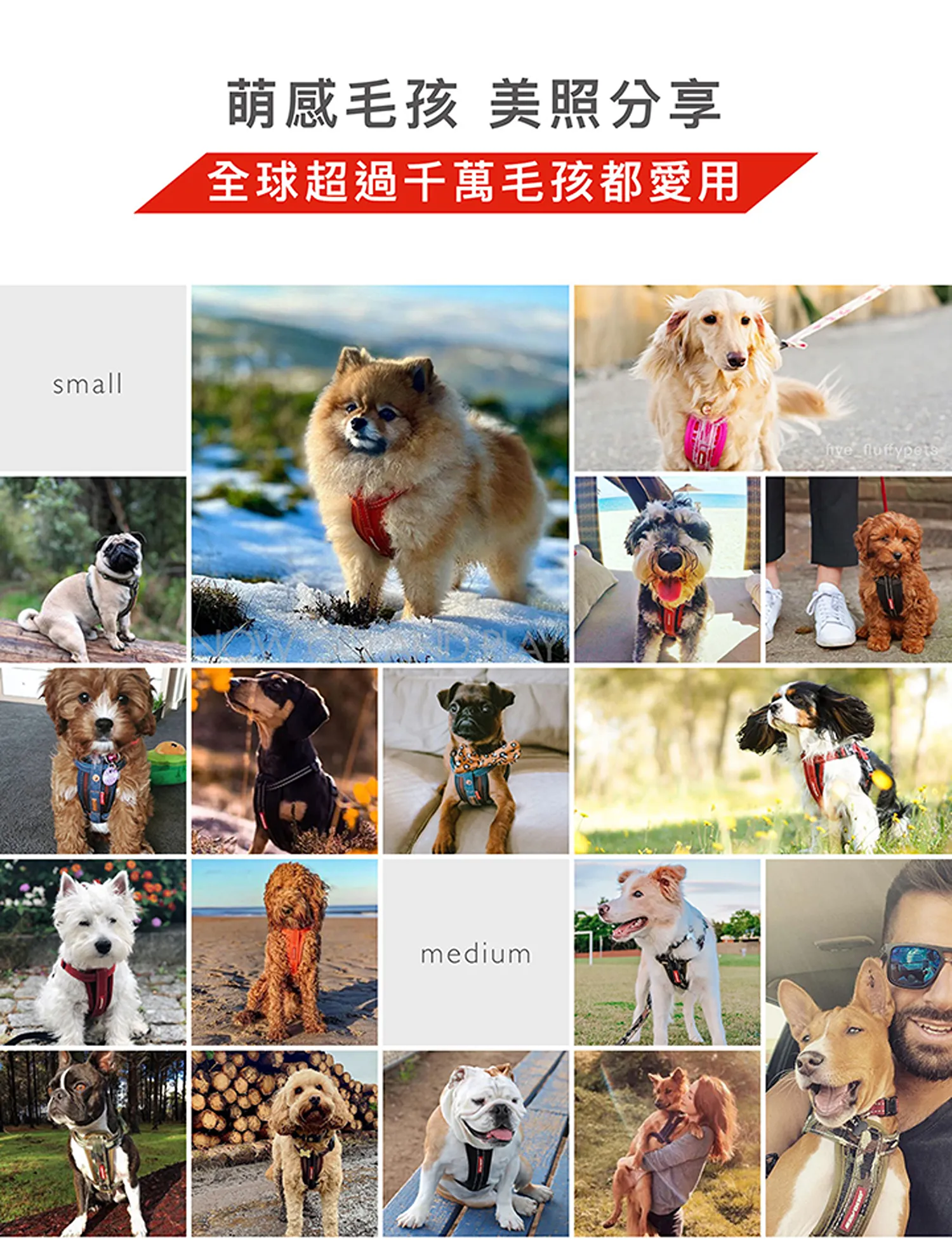 狗體工學胸背帶