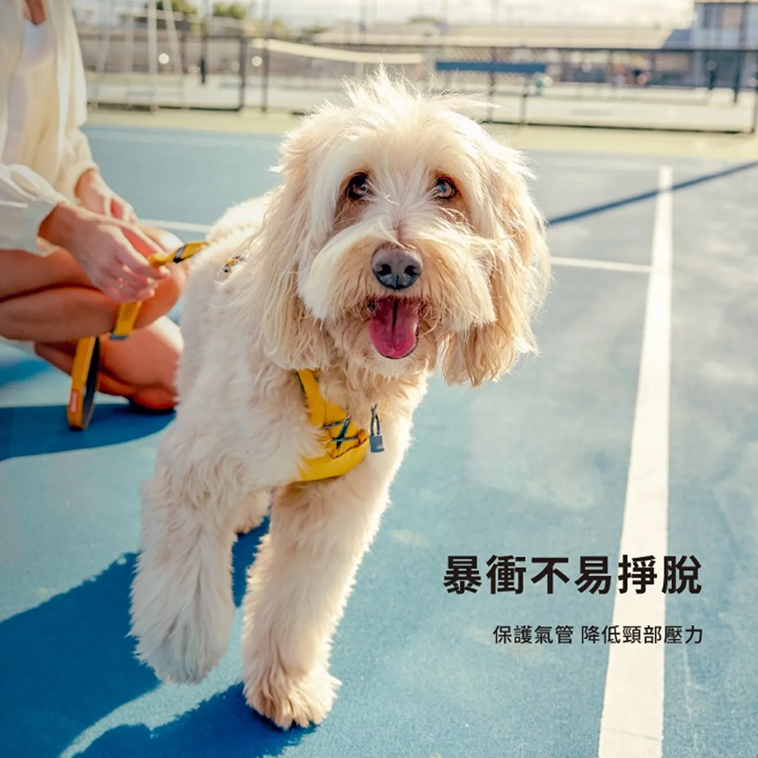 Y-LINK 零壓迫胸背帶
